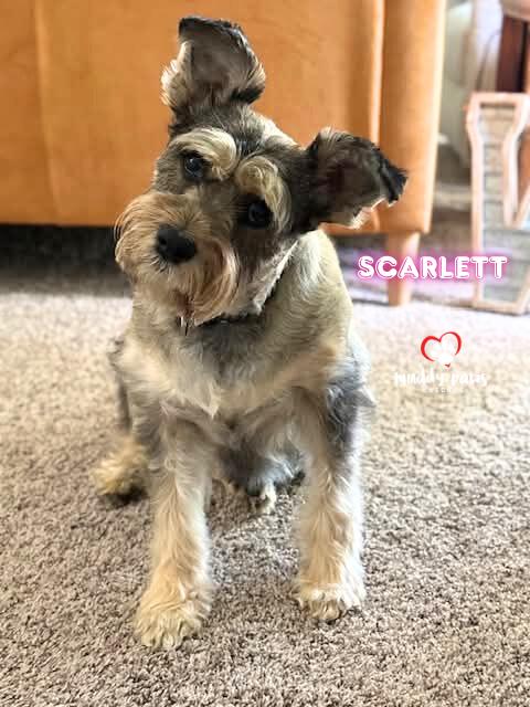 Scarlett thumbnail 3