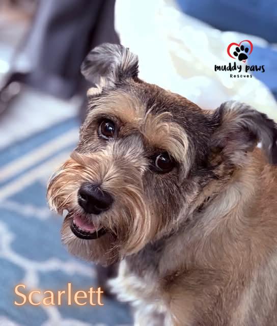 Scarlett thumbnail 5