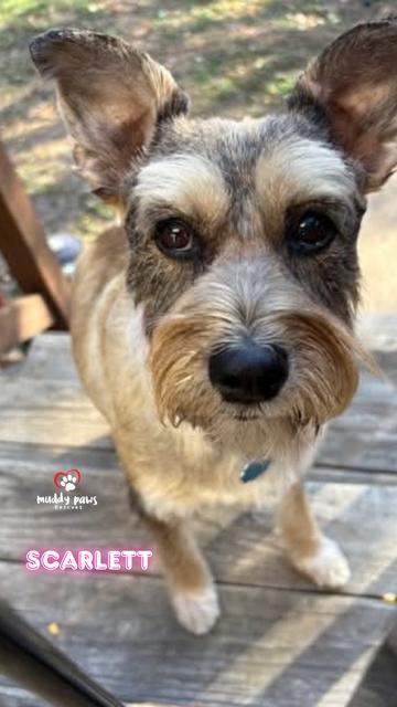 Scarlett thumbnail 6