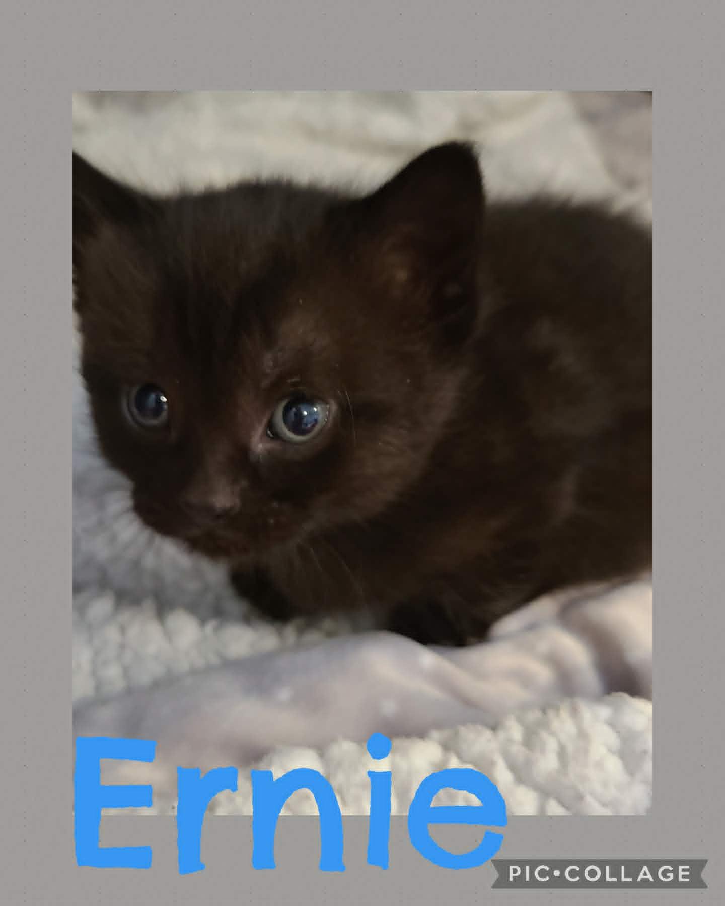 Ernie, adoptable, Young Male Domestic Short Hair.