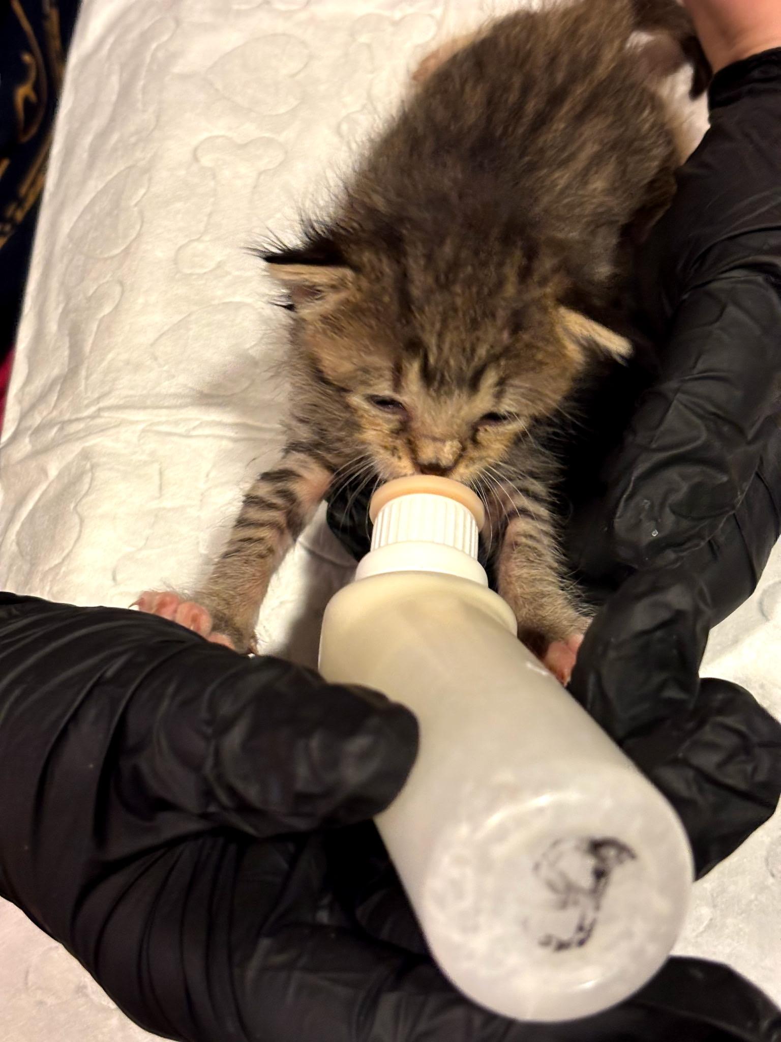 Droptail, a Adoptable Domestic Short Hair in Fair Haven, VT image 2/2