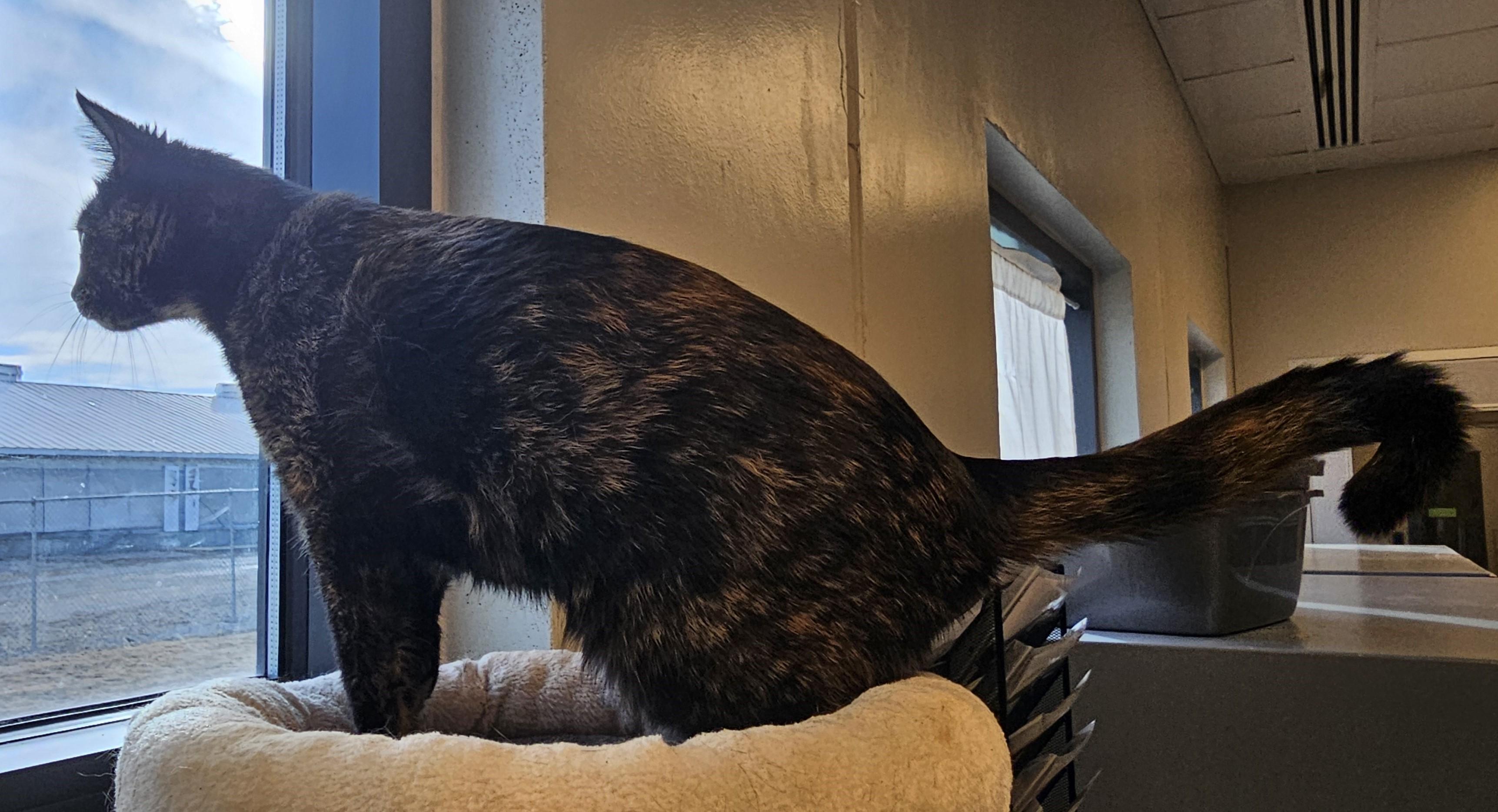 Enlarge Emma Kitty, an adoptable Domestic Short Hair in Cedar Rapids, IA image 4/5