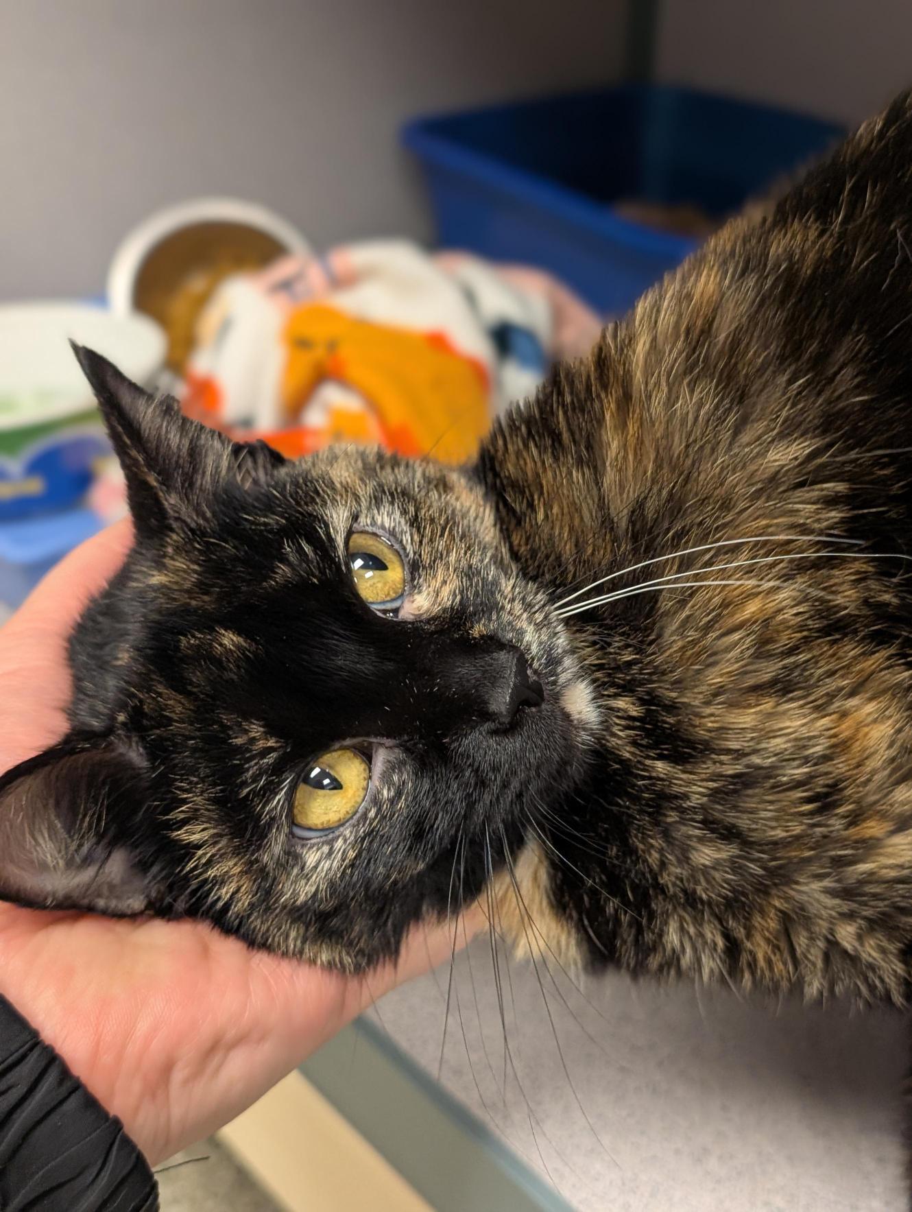 Emma Kitty — thumbnail 2