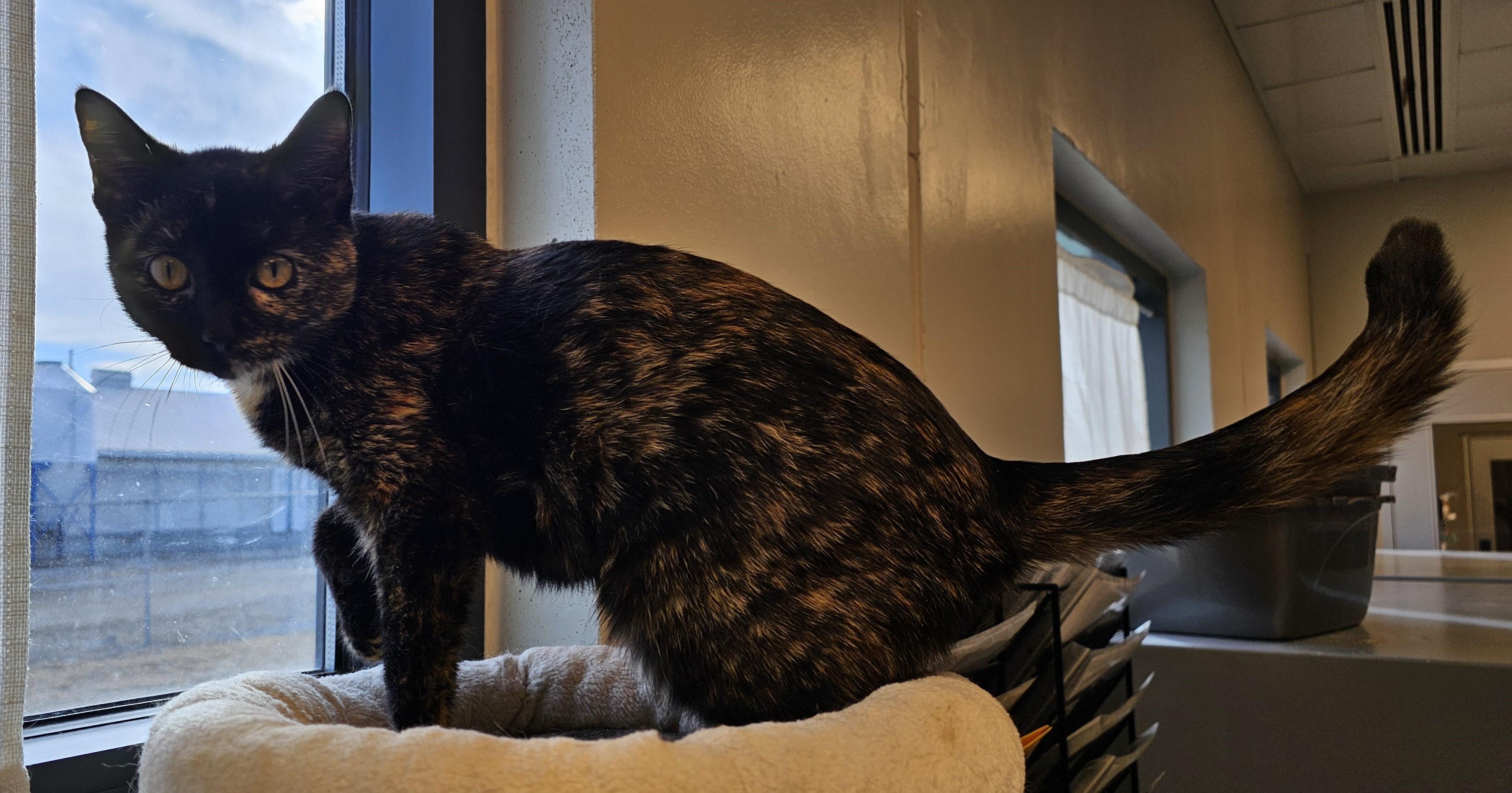 Emma Kitty — thumbnail 3