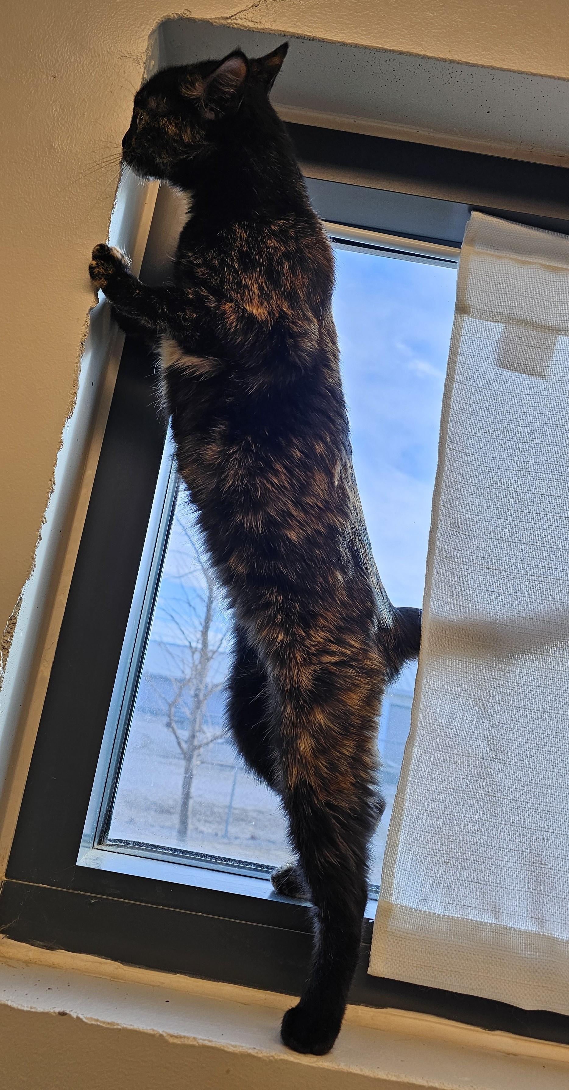 Enlarge Emma Kitty, an adoptable Domestic Short Hair in Cedar Rapids, IA image 5/5