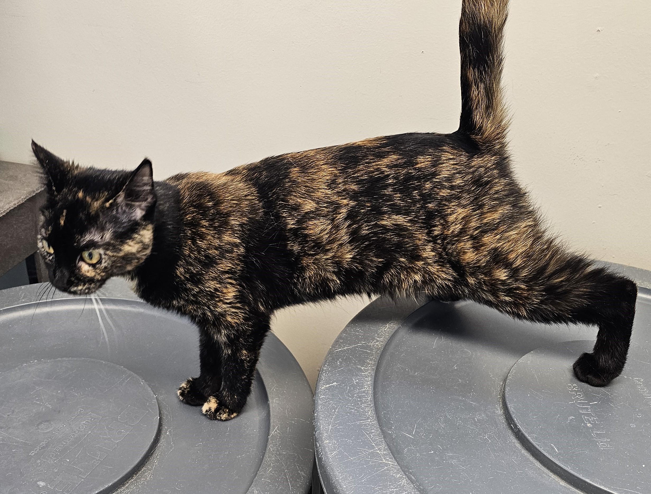 Enlarge Emma Kitty, an adoptable Domestic Short Hair in Cedar Rapids, IA image 3/5