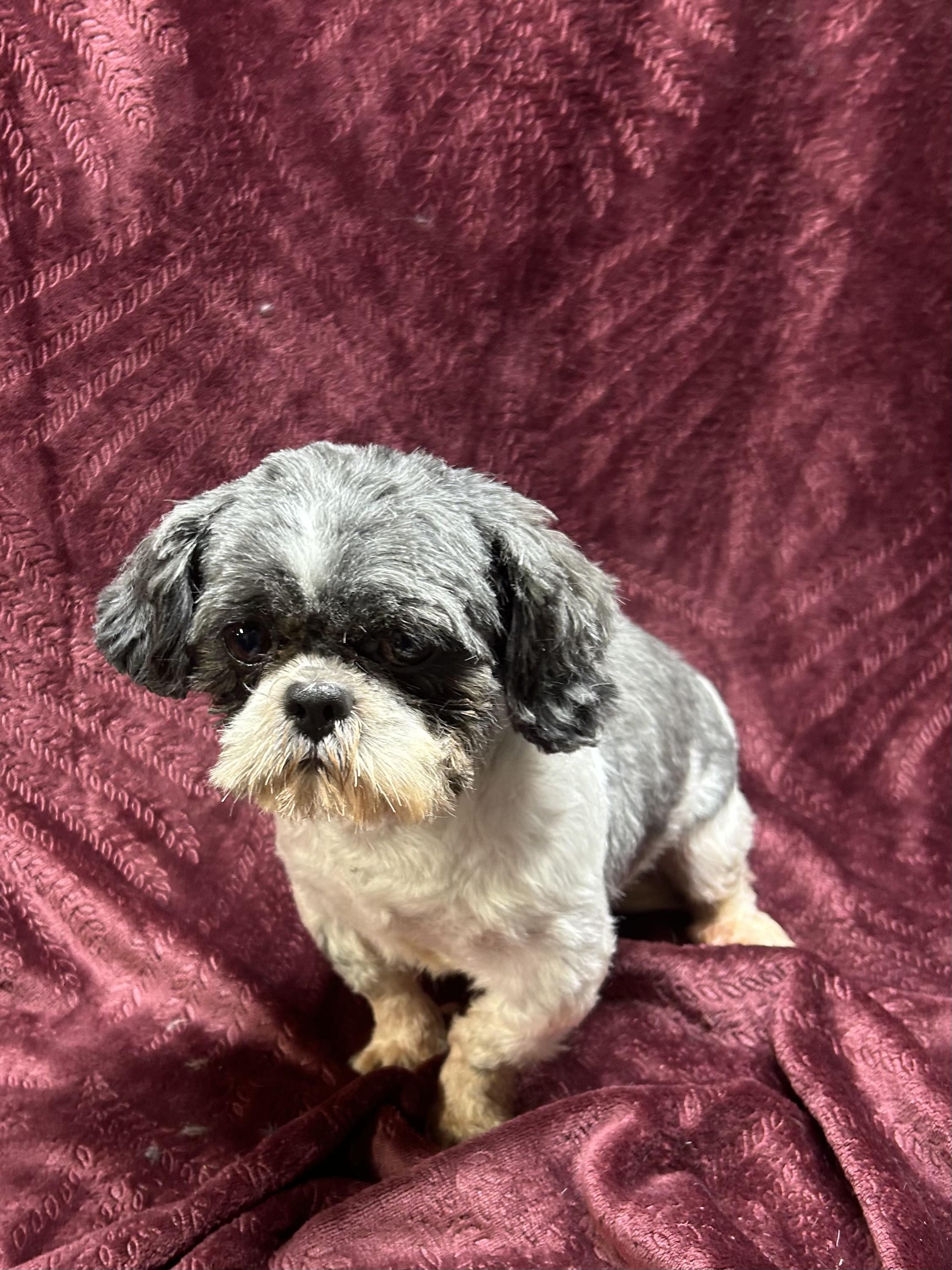Enlarge JR, a Adopted Shih Tzu in Rossford, OH image 3/4