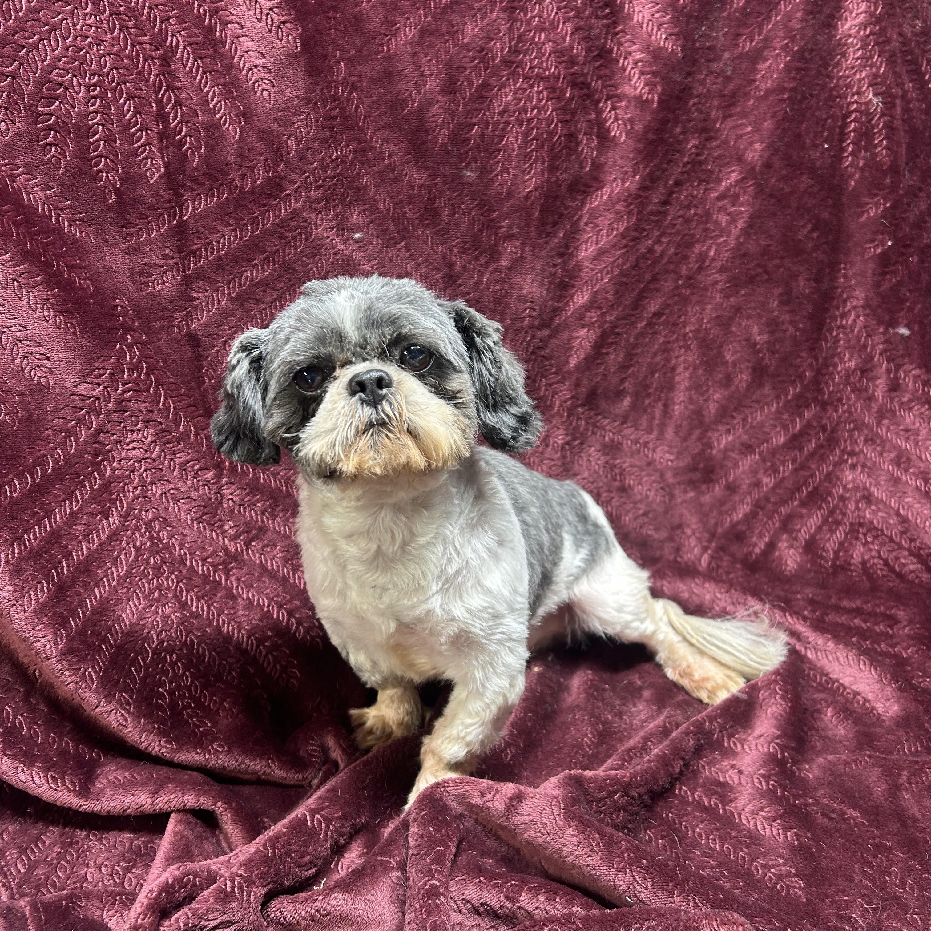 Enlarge JR, a Adopted Shih Tzu in Rossford, OH image 4/4