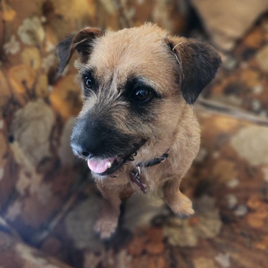 Enlarge Hope, a Adoptable Terrier in Waco, TX image 1/1