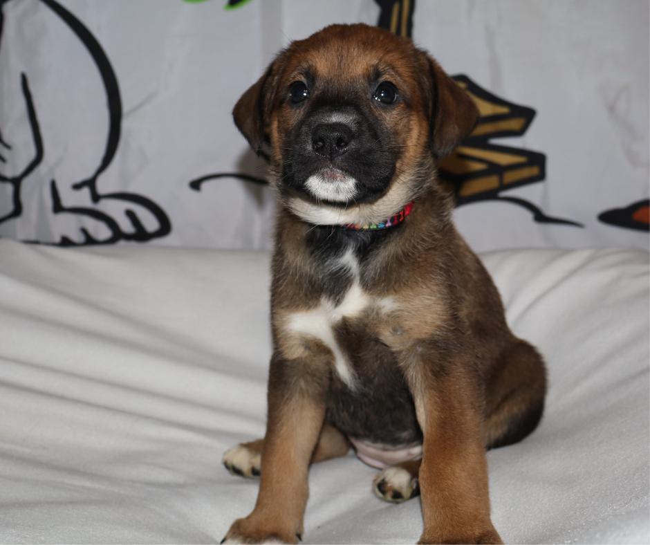 Cora, Adopted, Puppy Female German Shepherd Dog.