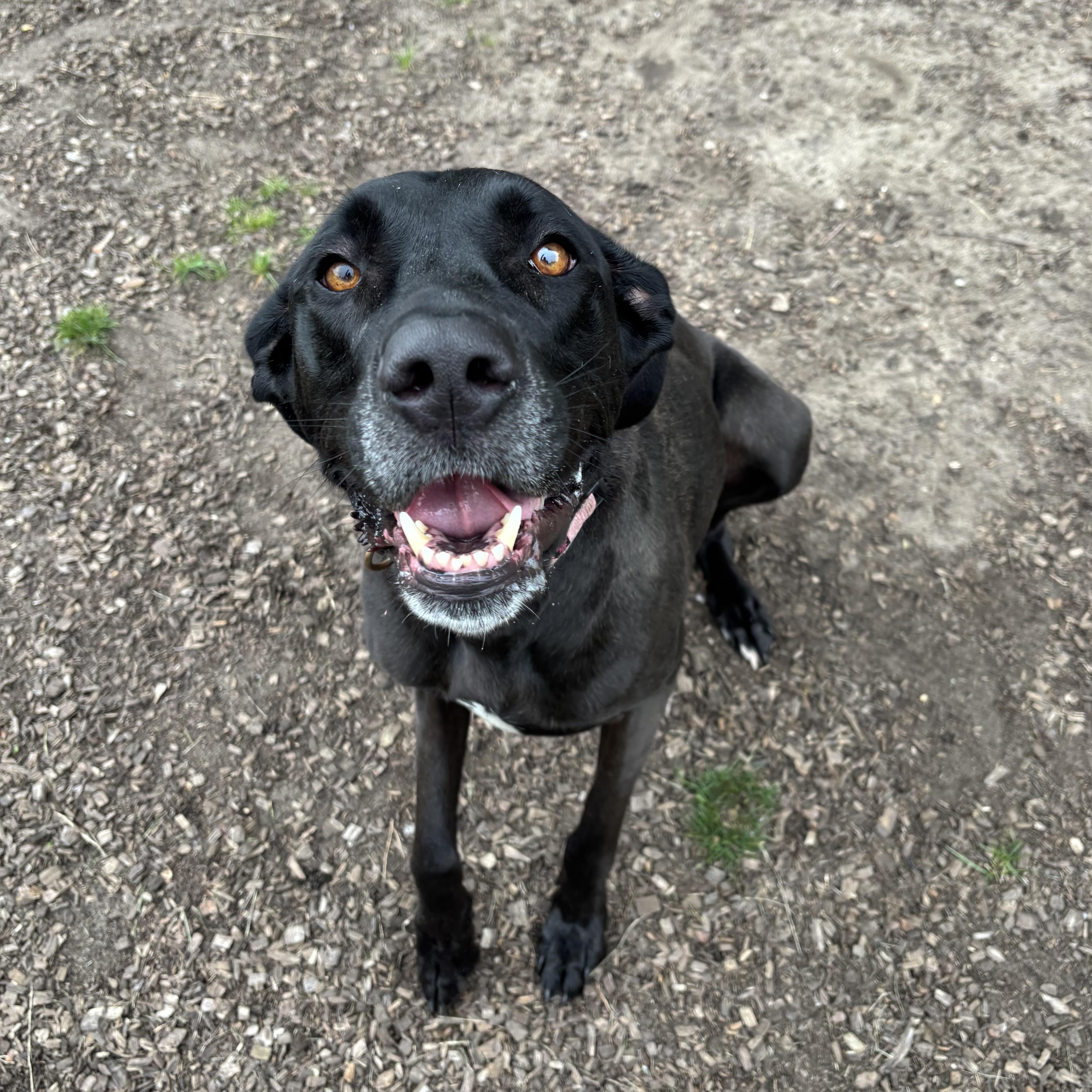 Lexi, Adoptable, Adult Female Mixed Breed.