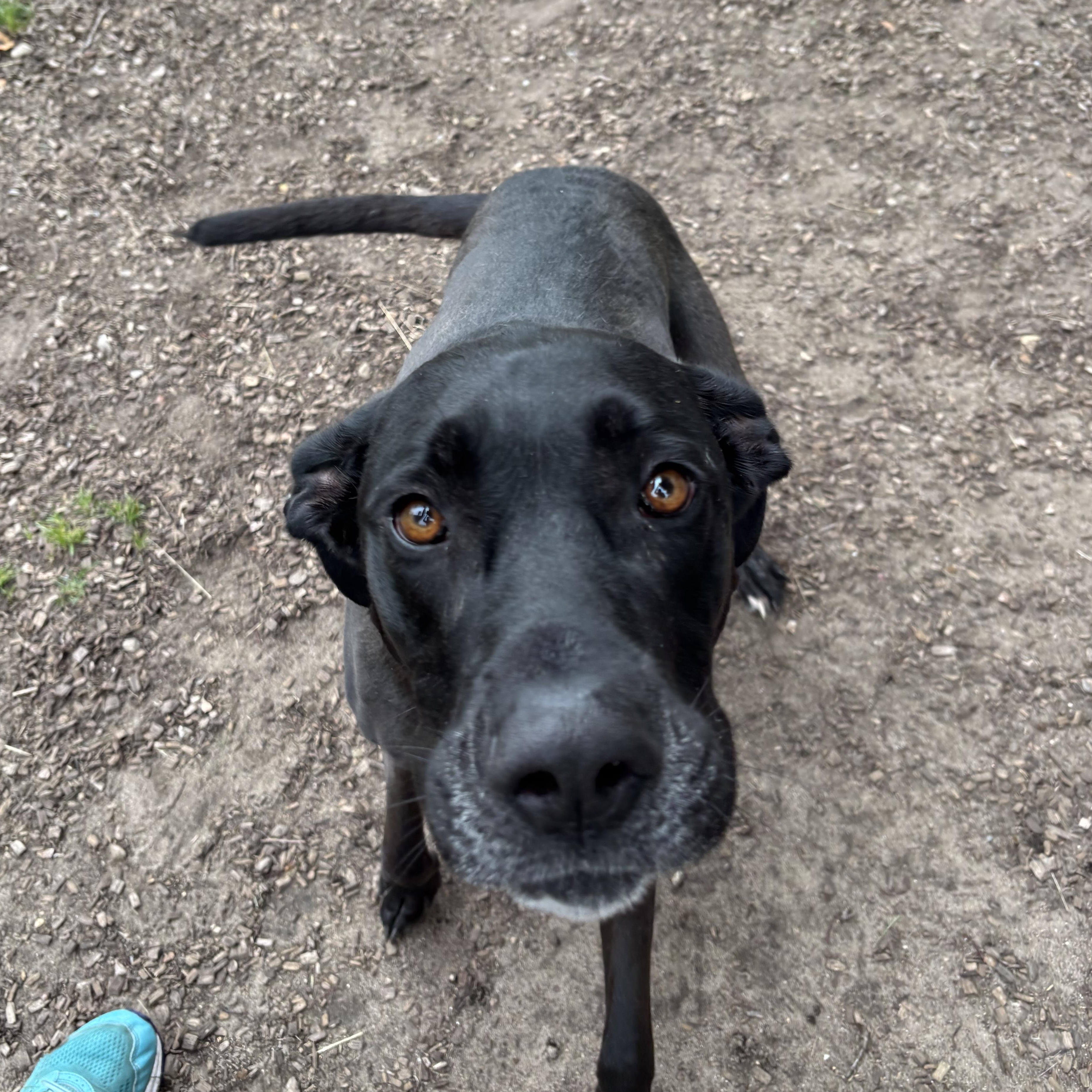 Enlarge Lexi, a Adoptable Mixed Breed in Mount Pleasant, MI image 2/4
