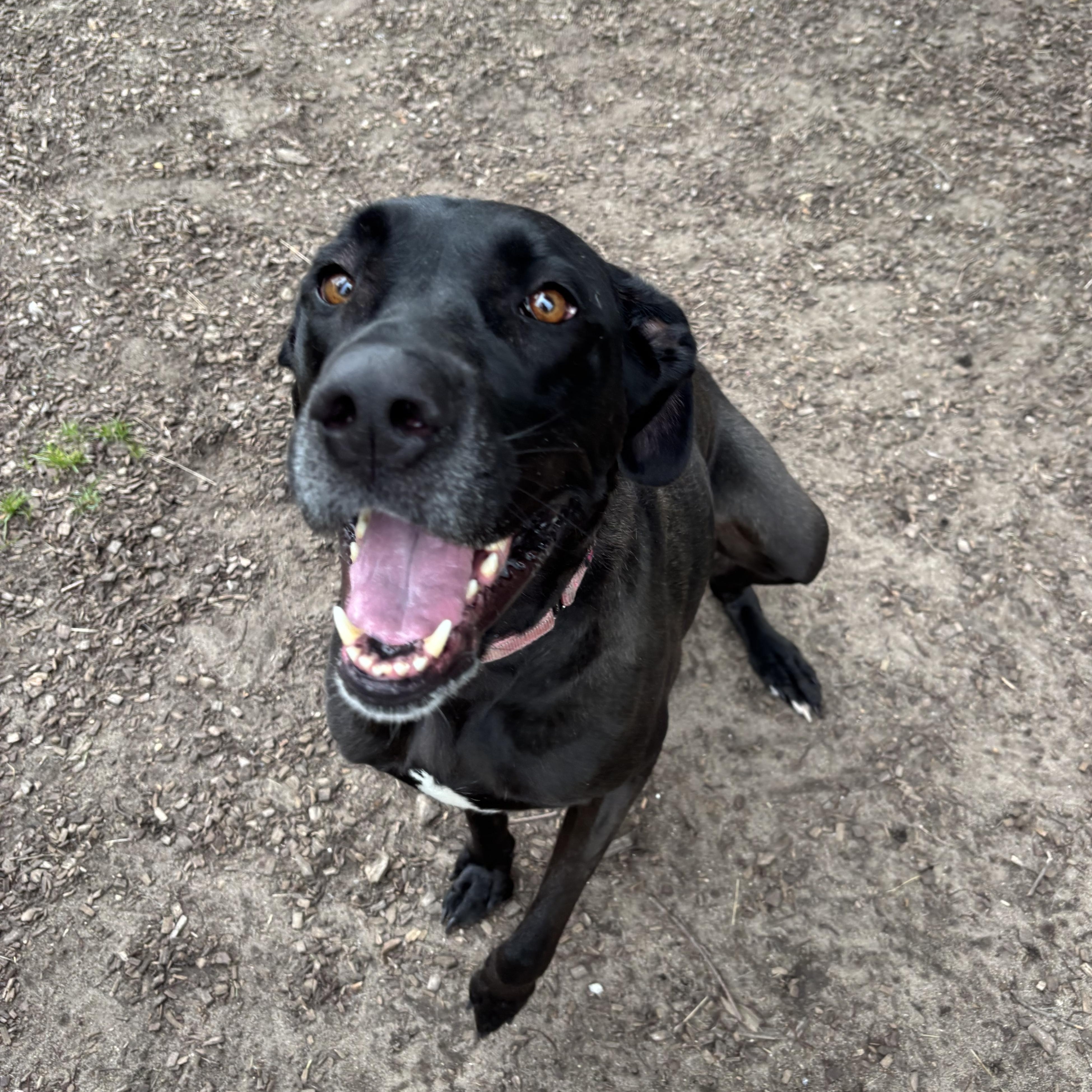 Enlarge Lexi, a Adoptable Mixed Breed in Mount Pleasant, MI image 4/4
