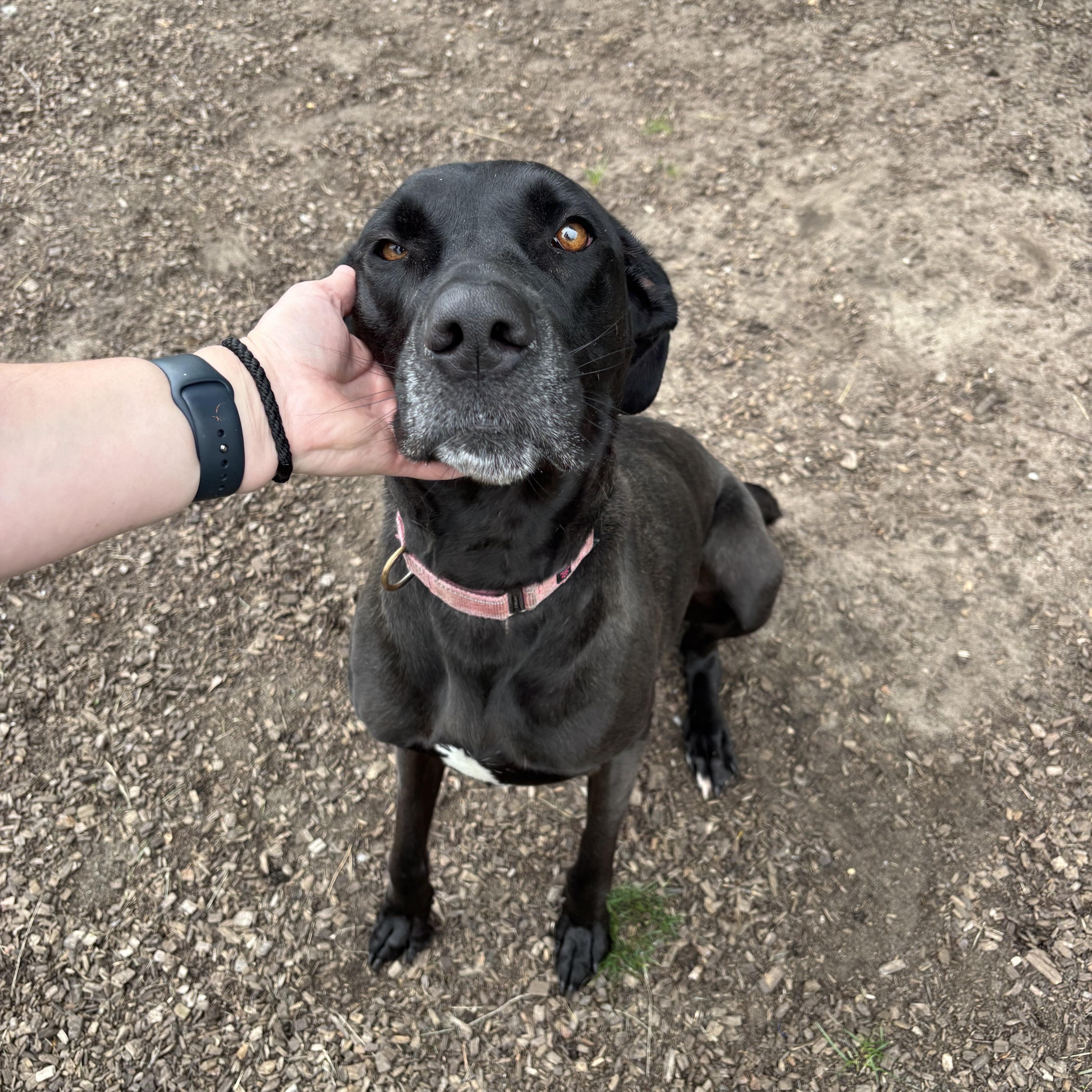 Enlarge Lexi, a Adoptable Mixed Breed in Mount Pleasant, MI image 3/4