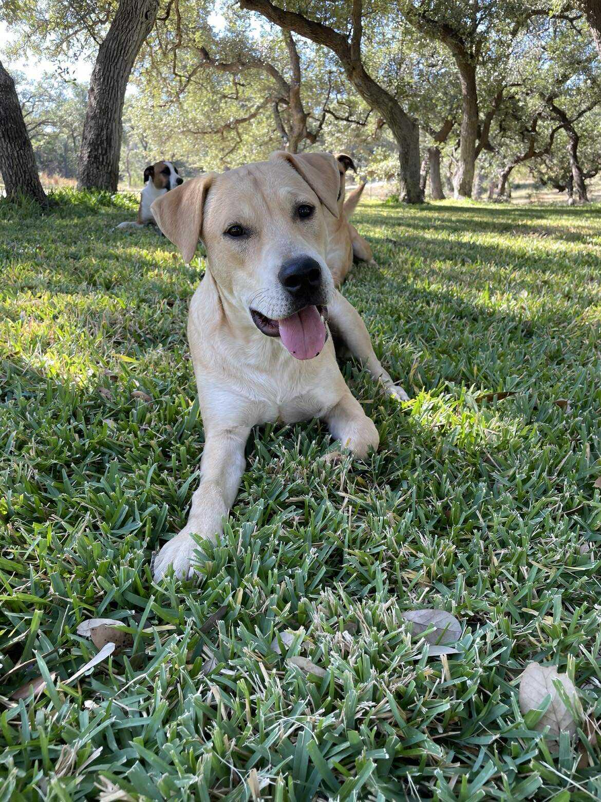 Enlarge  Charlie, a Adoptable mixed breed in Kerrville, TX image 2/6