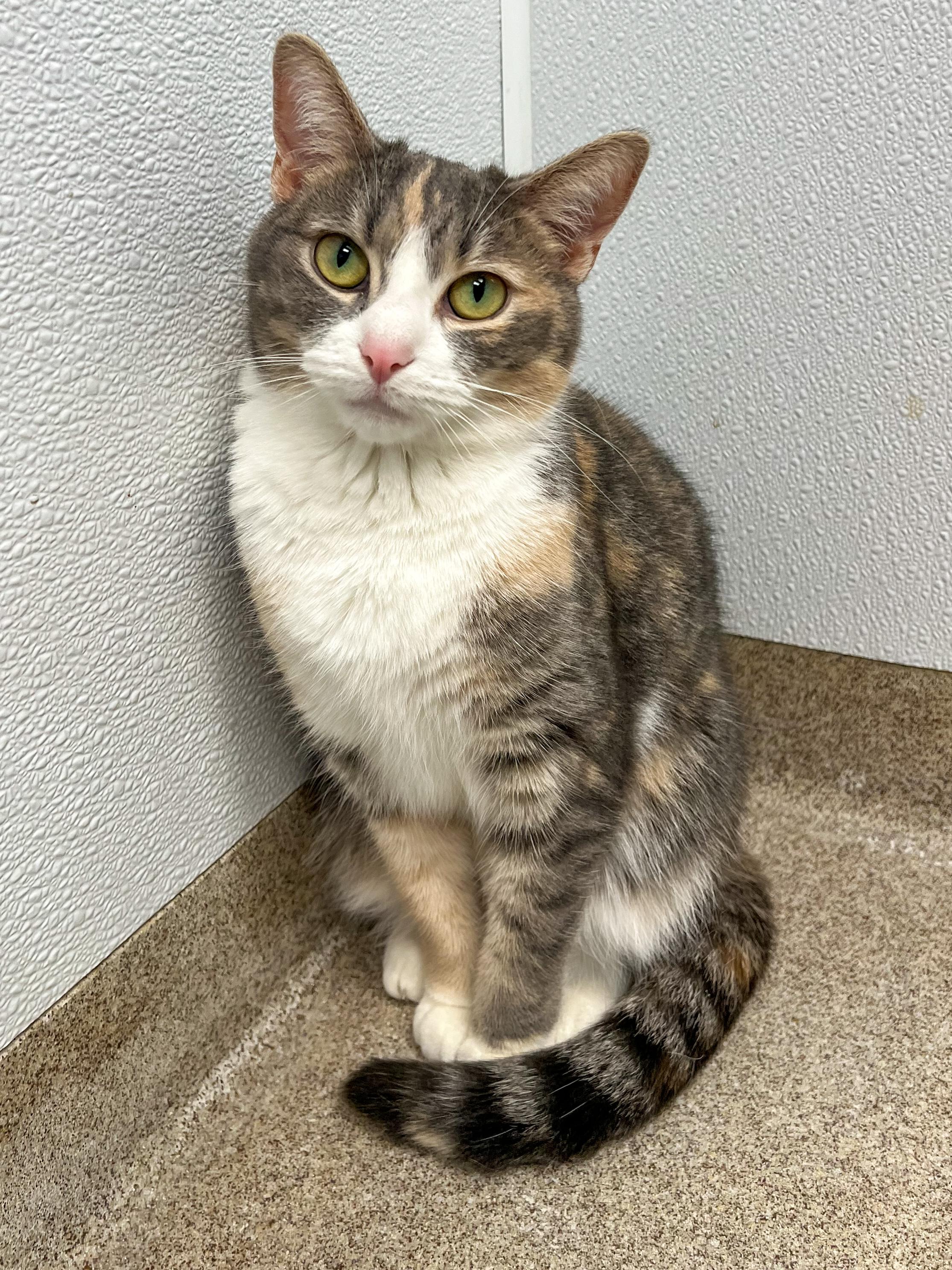 Enlarge Lily , an adopted Domestic Short Hair in Arlington Heights, IL image 1/1