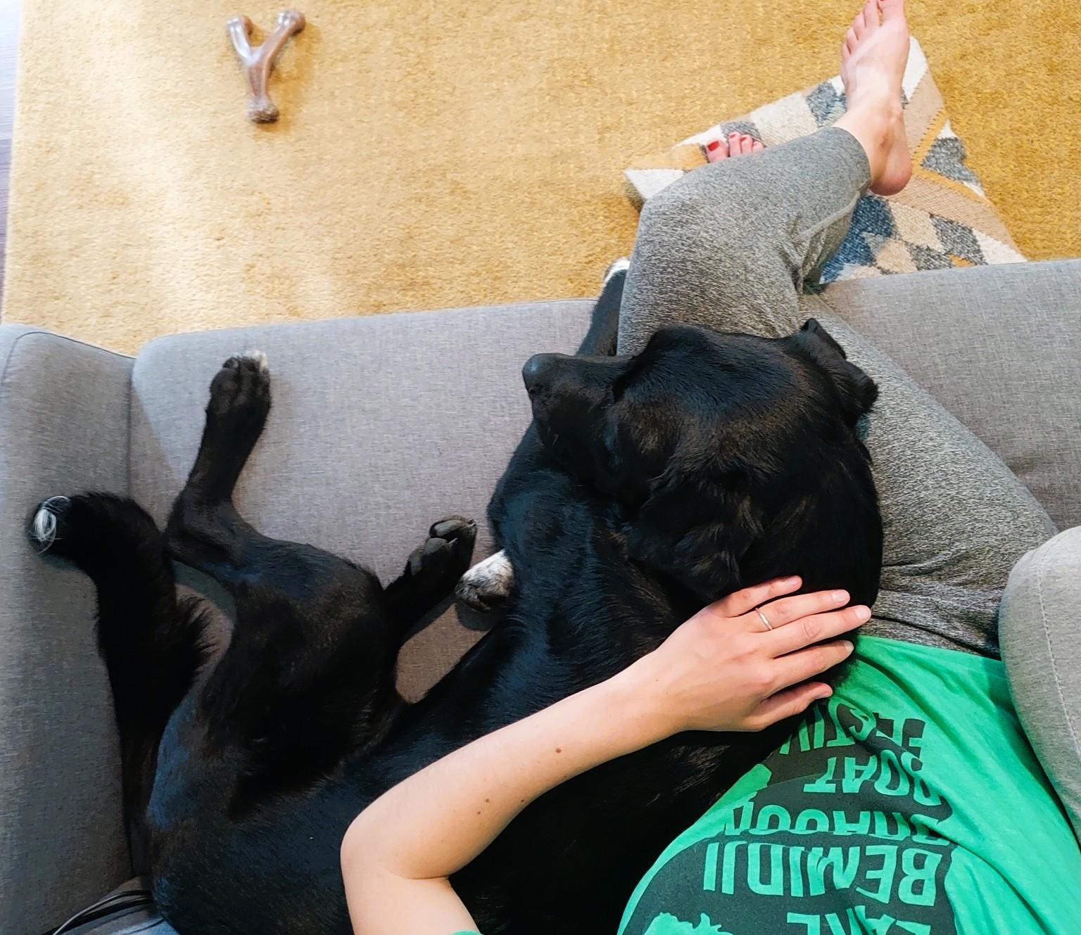 Enlarge Robin (private rehoming), a Adoptable mixed breed in Bellingham, WA image 5/6