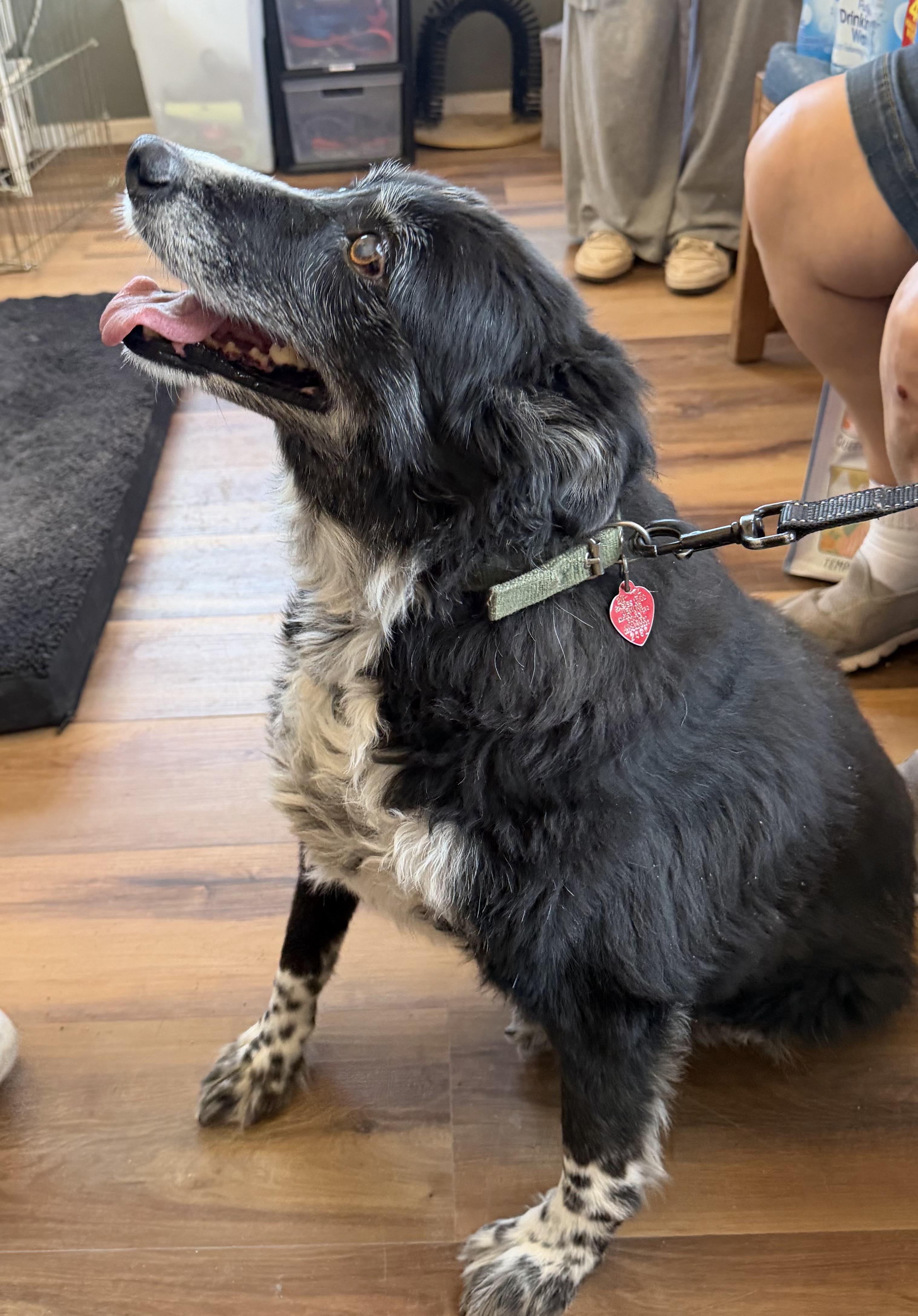 Gracie, adoptable, Adult Female Border Collie.