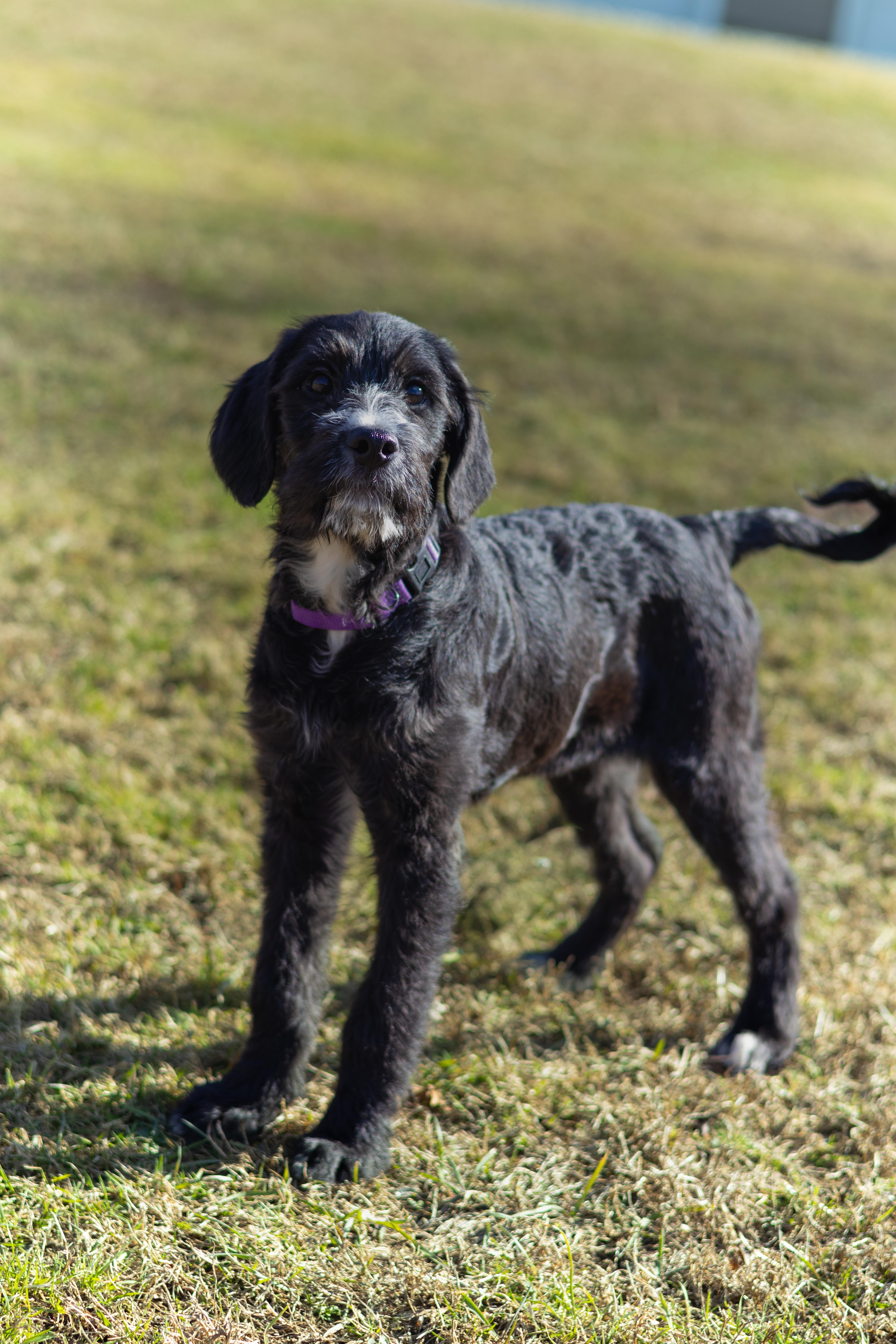 Dixie, a Adopted mixed breed in Terryville, CT image 5/6