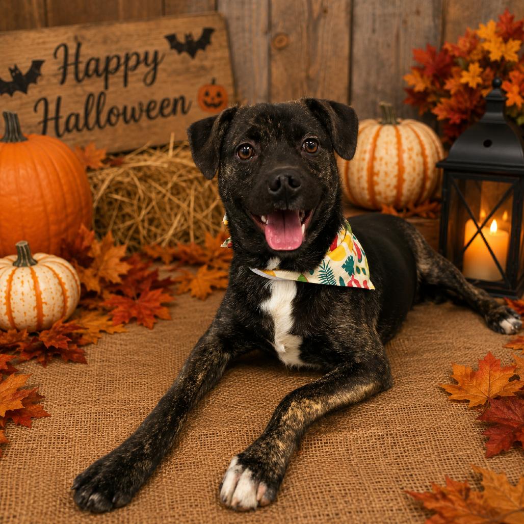 Baseball(SPONSORED), Adoptable, Young Male Mixed Breed.