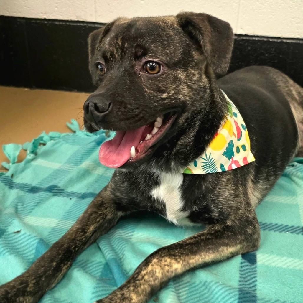 Enlarge Baseball(SPONSORED), a Adoptable Mixed Breed in Gadsden, AL image 2/6