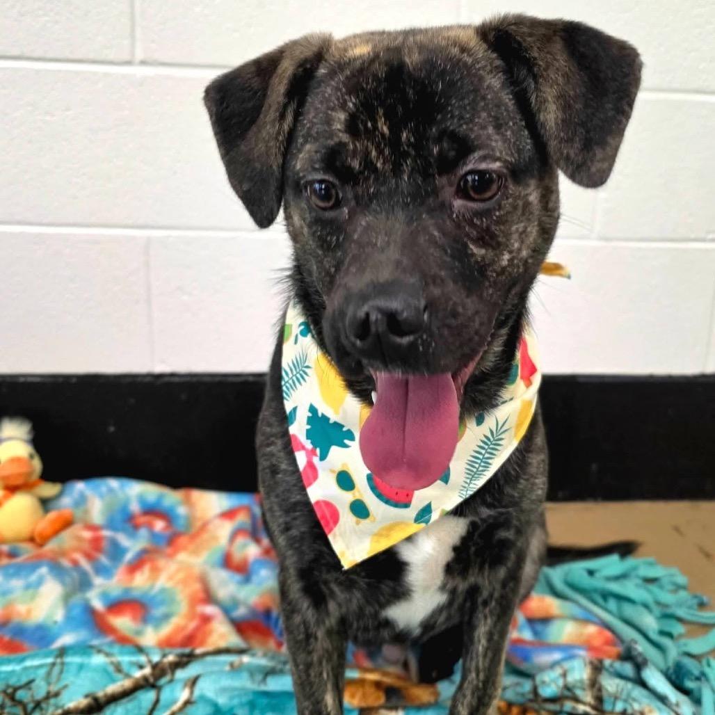 Enlarge Baseball(SPONSORED), a Adoptable Mixed Breed in Gadsden, AL image 4/6