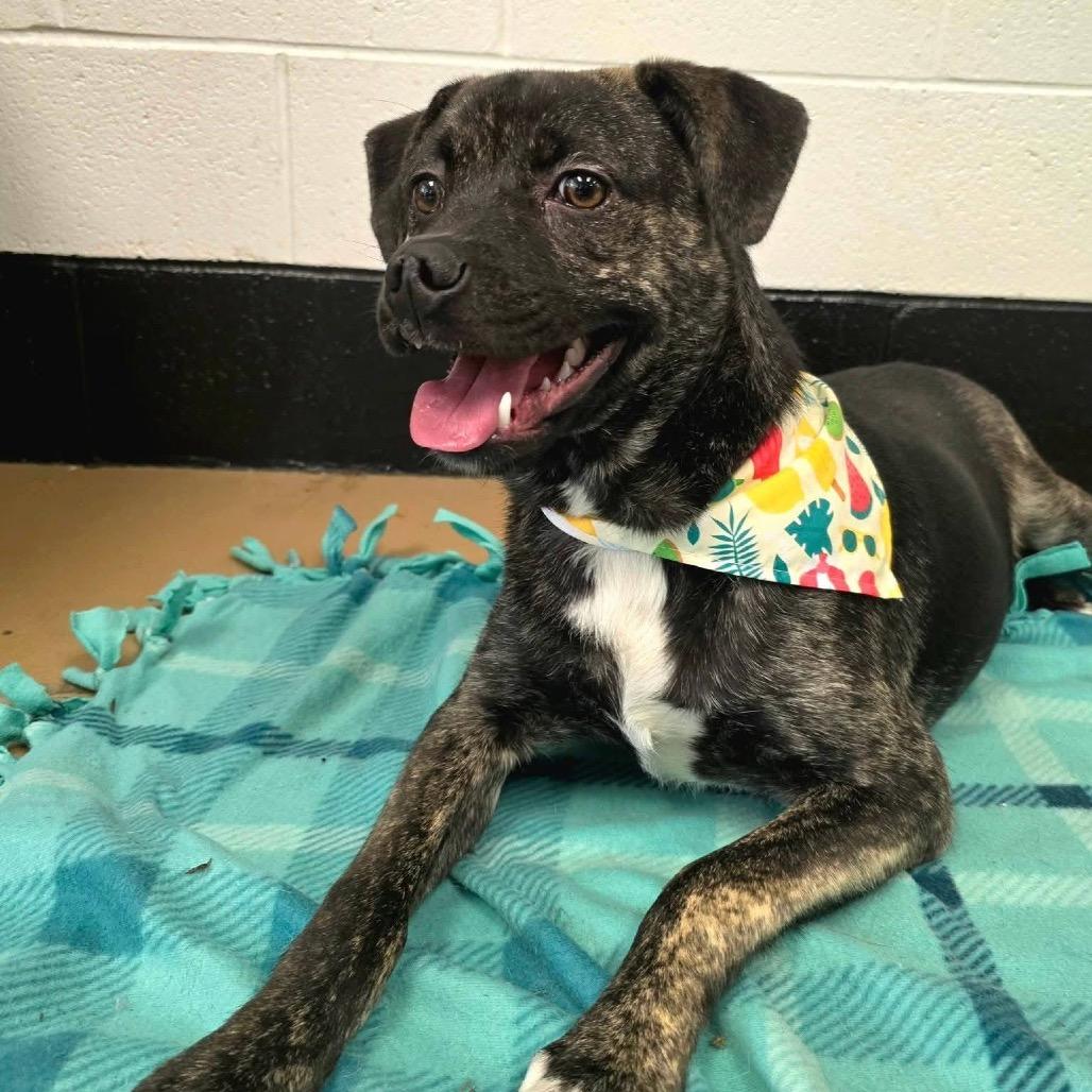 Enlarge Baseball(SPONSORED), a Adoptable Mixed Breed in Gadsden, AL image 6/6