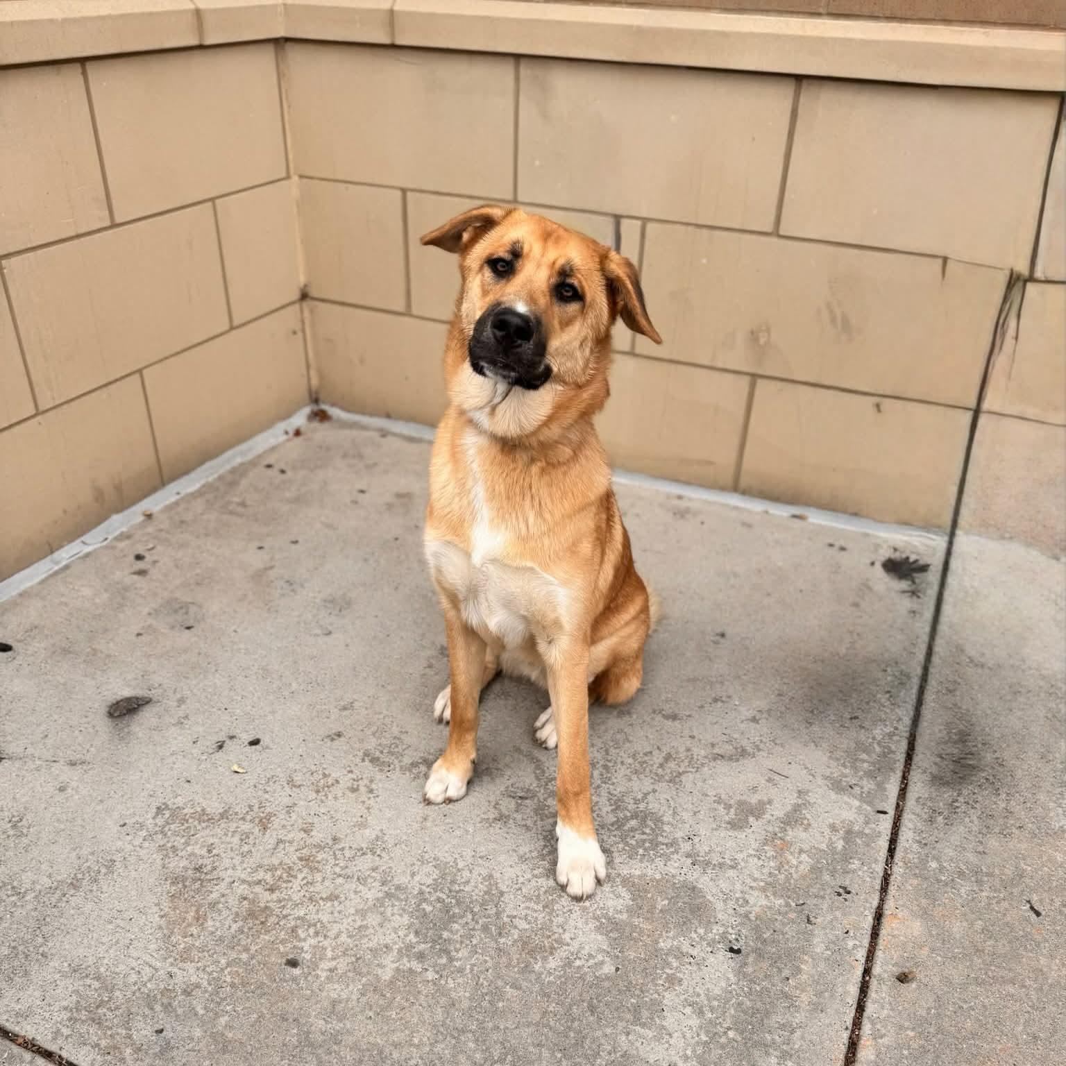 Enlarge Snip, a Adoptable mixed breed in Valdosta, GA image 1/1
