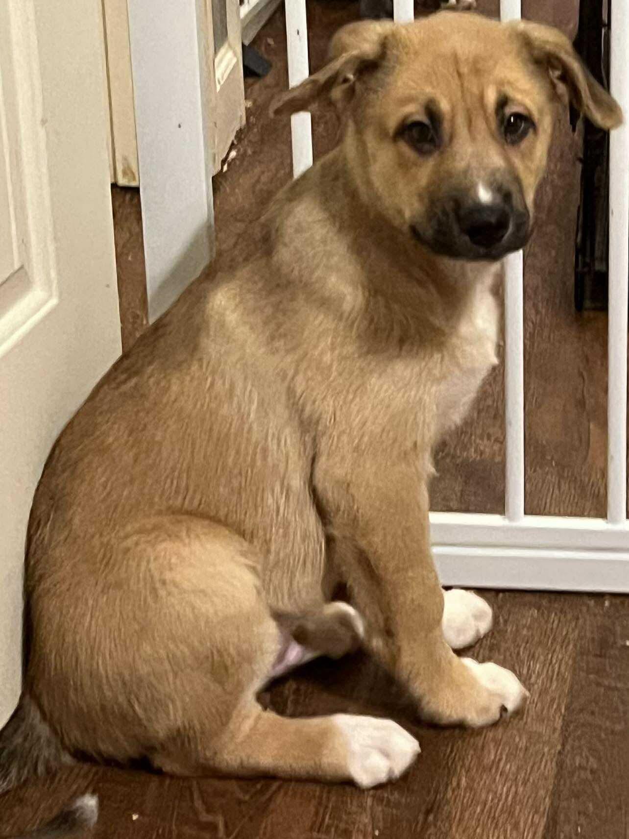 Enlarge Snip, a Adoptable mixed breed in Valdosta, GA image 1/1