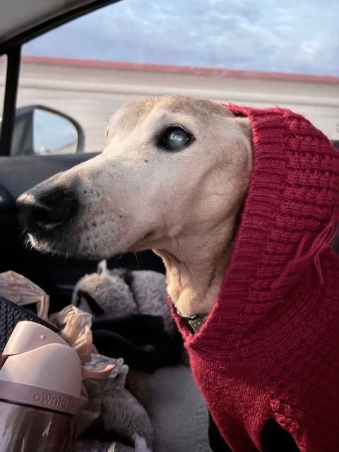 Enlarge Brownie, a Adoptable Dachshund in Austin, TX image 1/3