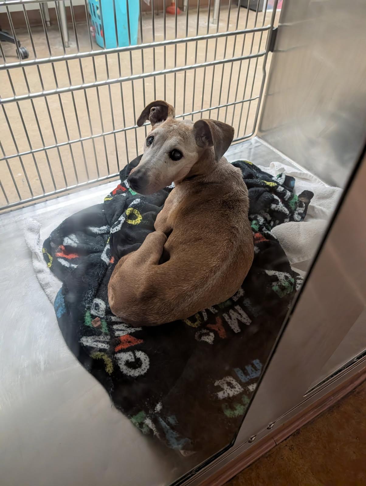 Enlarge Brownie, a Adoptable Dachshund in Austin, TX image 1/1