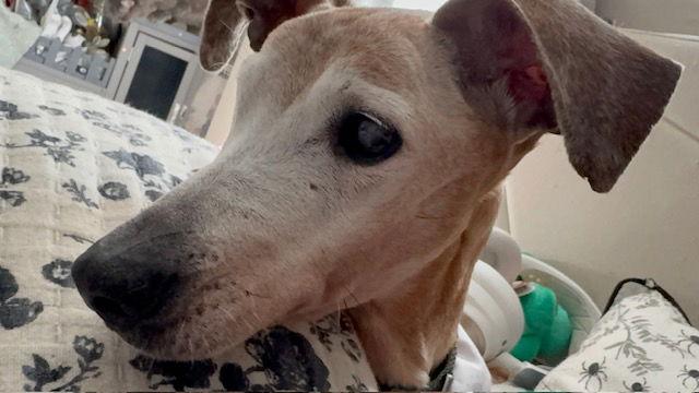 Enlarge Brownie, a Adoptable Dachshund in Austin, TX image 3/3