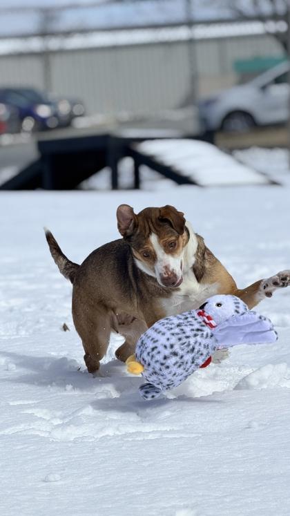 Missy — thumbnail 3