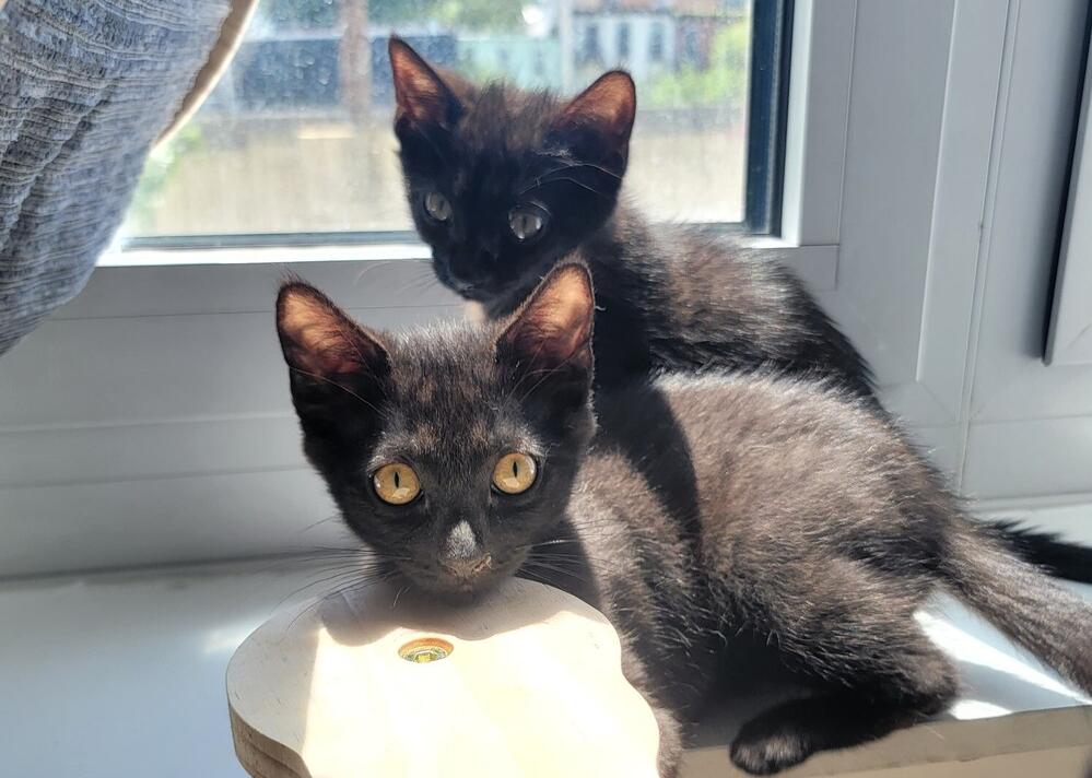 Cyan, Adoptable, Kitten Male Domestic Short Hair.