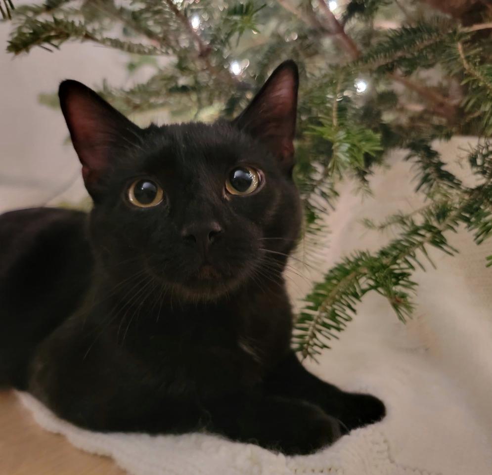 Cyan, a Adoptable mixed breed in New York, NY image 2/6