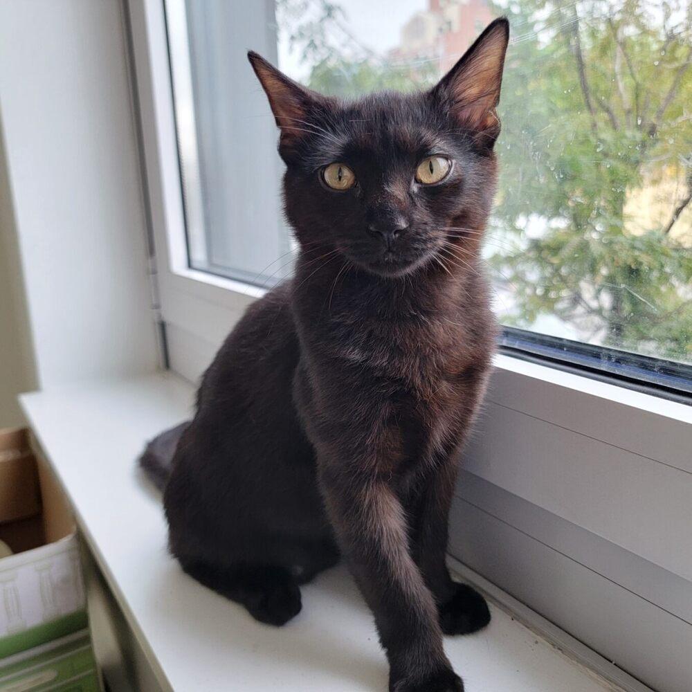 Cyan, a Adoptable mixed breed in New York, NY image 3/6