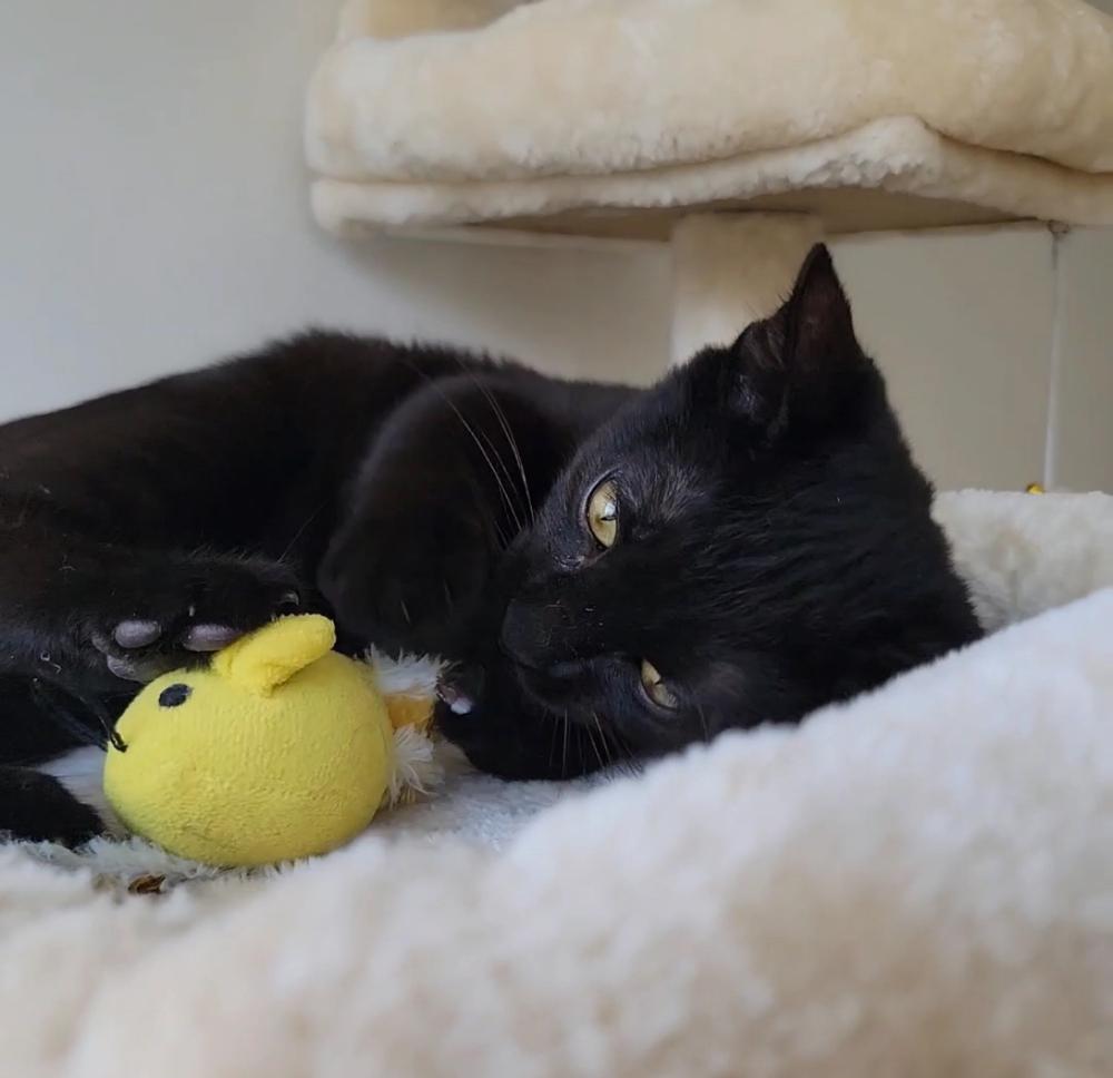 Cyan, a Adoptable mixed breed in New York, NY image 4/6