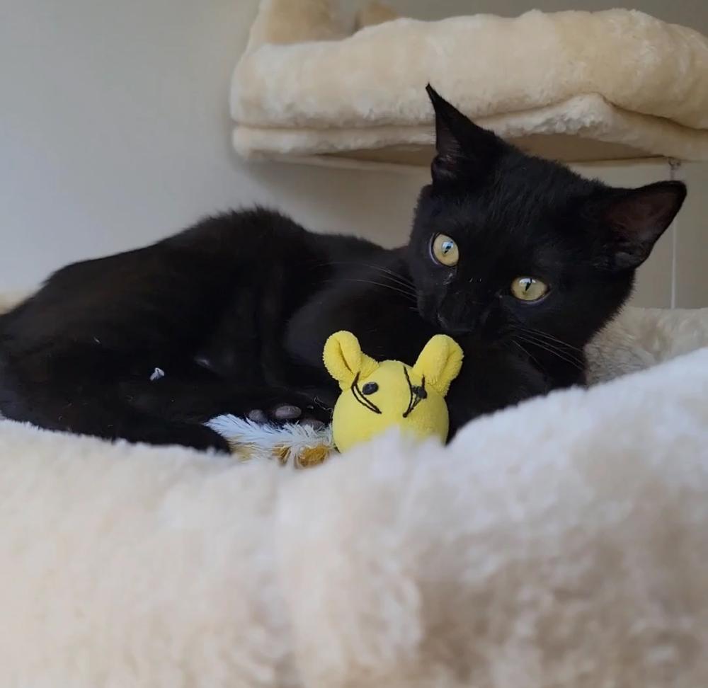 Cyan, a Adoptable mixed breed in New York, NY image 5/6