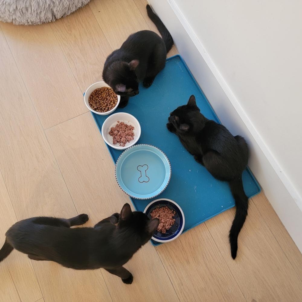 Cyan, a Adoptable mixed breed in New York, NY image 6/6