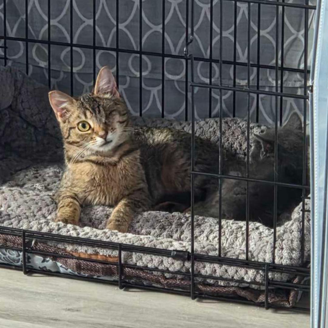 Enlarge Minnow, a ADOPTABLE Domestic Short Hair in Bridgeville, PA image 1/1