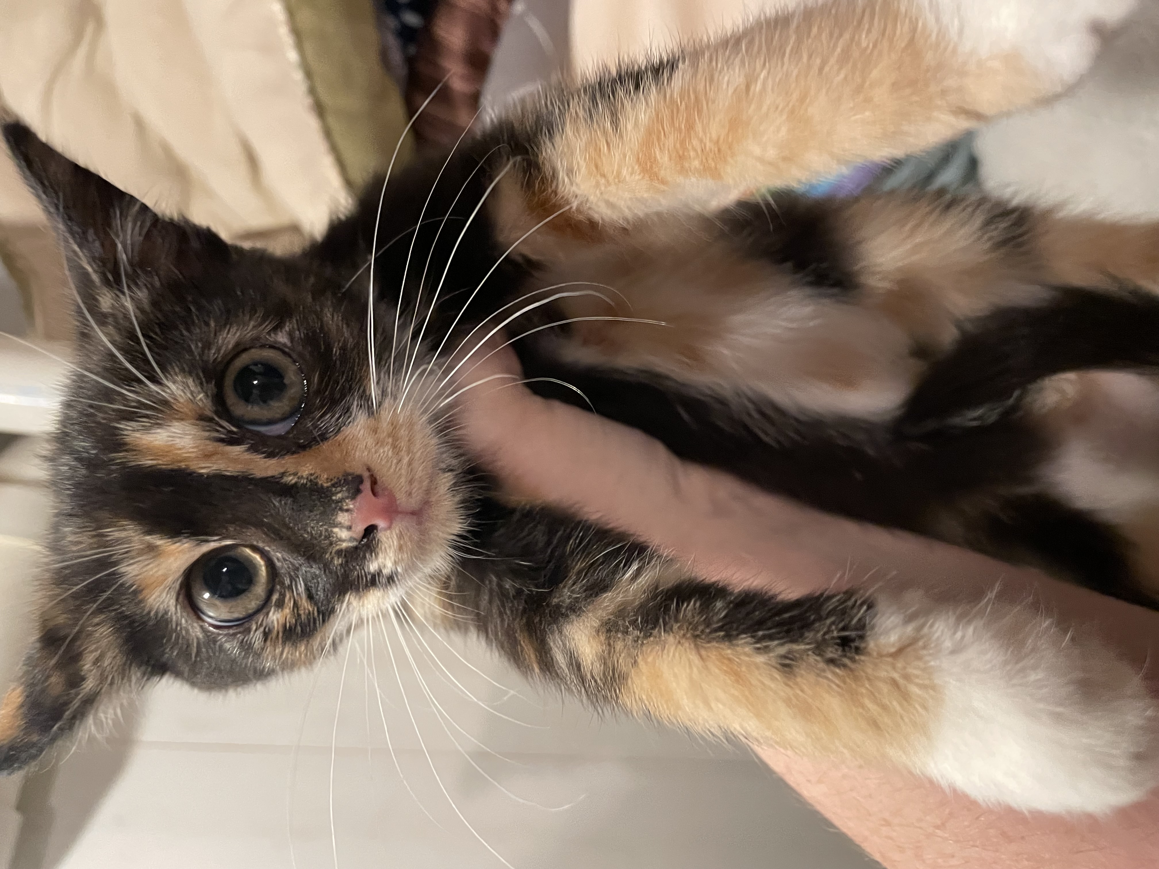 Cat for adoption Joan pending, a Domestic Short Hair in Edinburg, PA