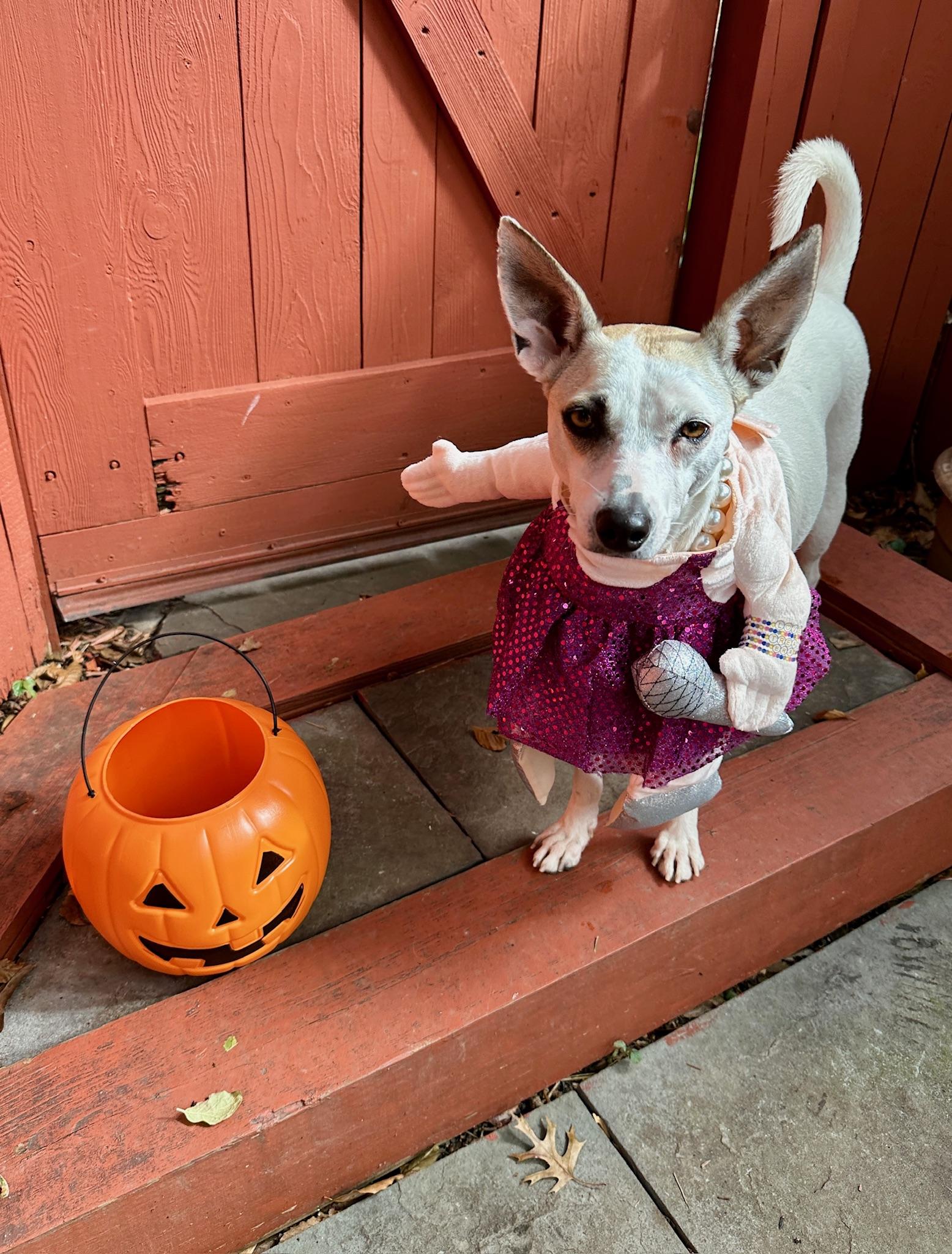 Enlarge Bella, an adopted mixed breed in chevy chase, MD image 2/6