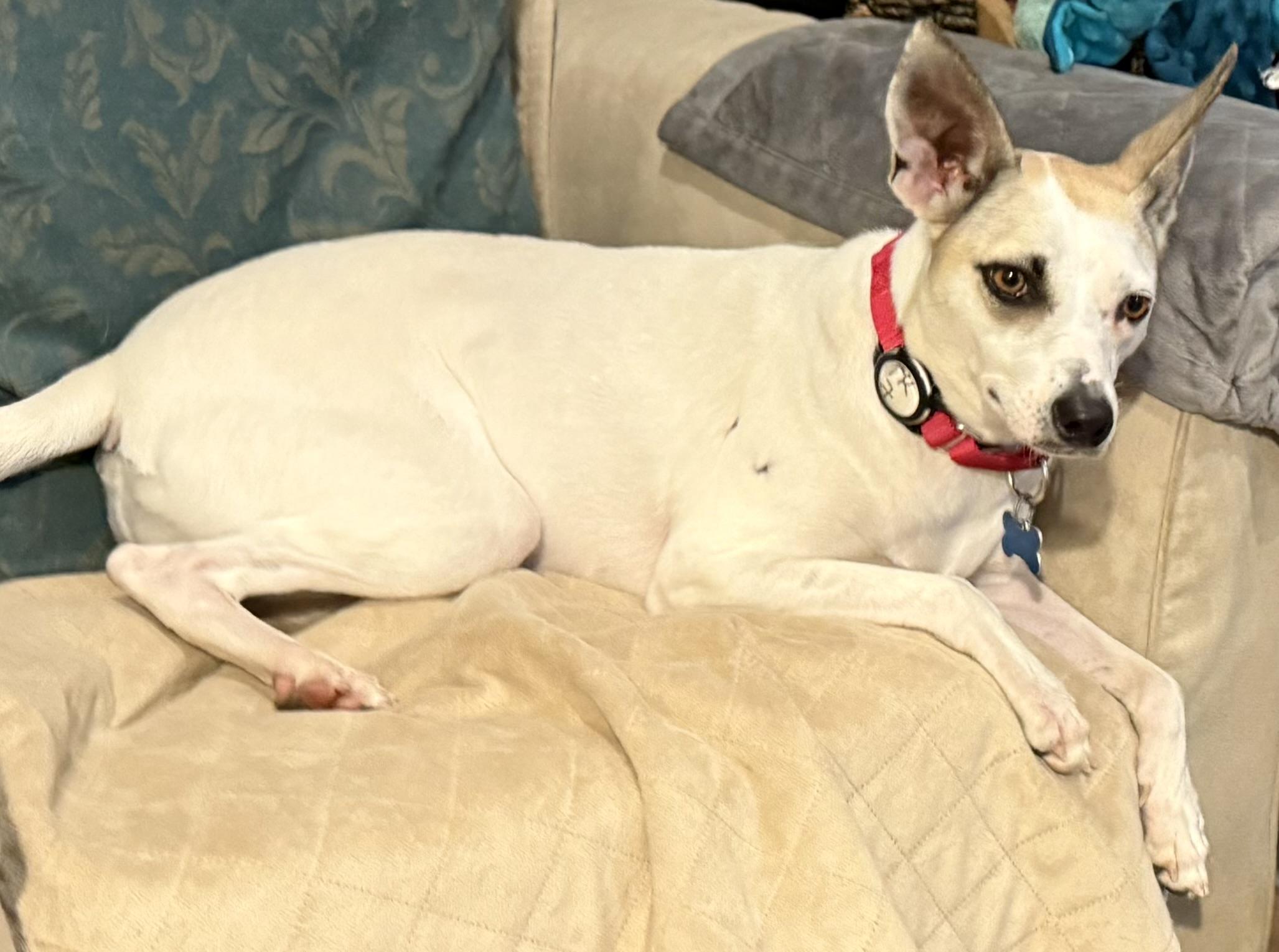 Enlarge Bella, an adopted mixed breed in chevy chase, MD image 5/6