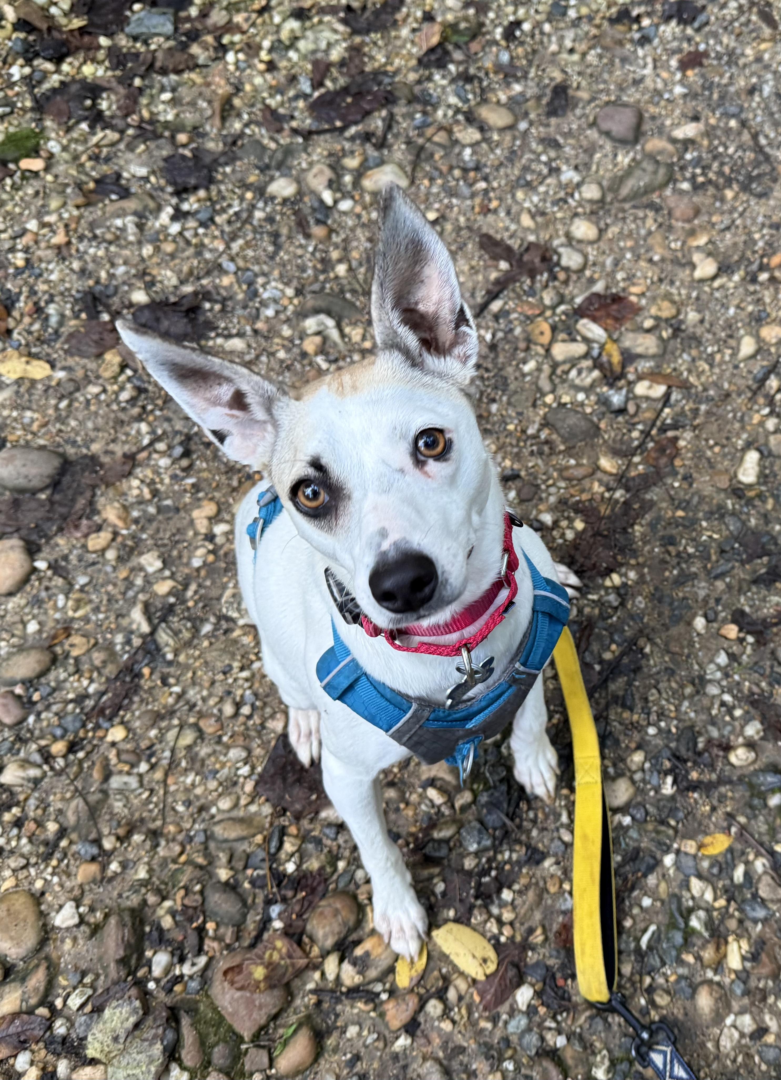 Bella, adopted, Adult Female Jack Russell Terrier & Whippet.