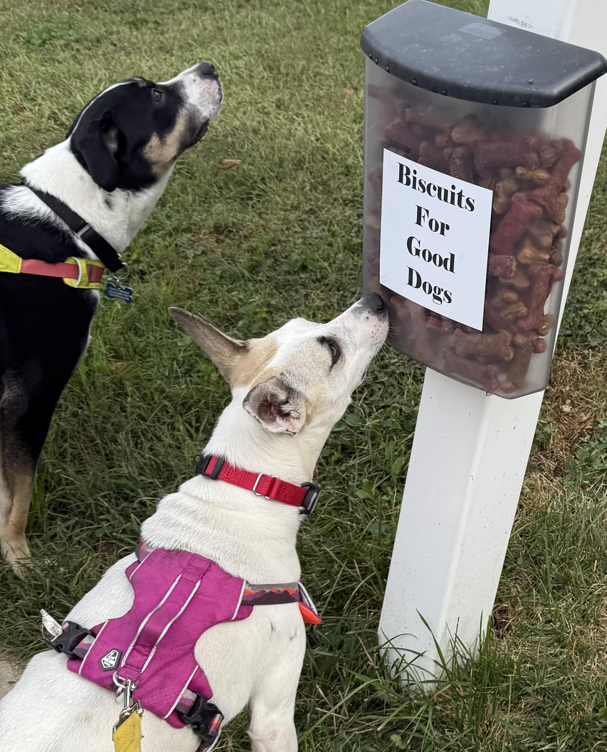 Enlarge Bella, an adopted mixed breed in chevy chase, MD image 4/6
