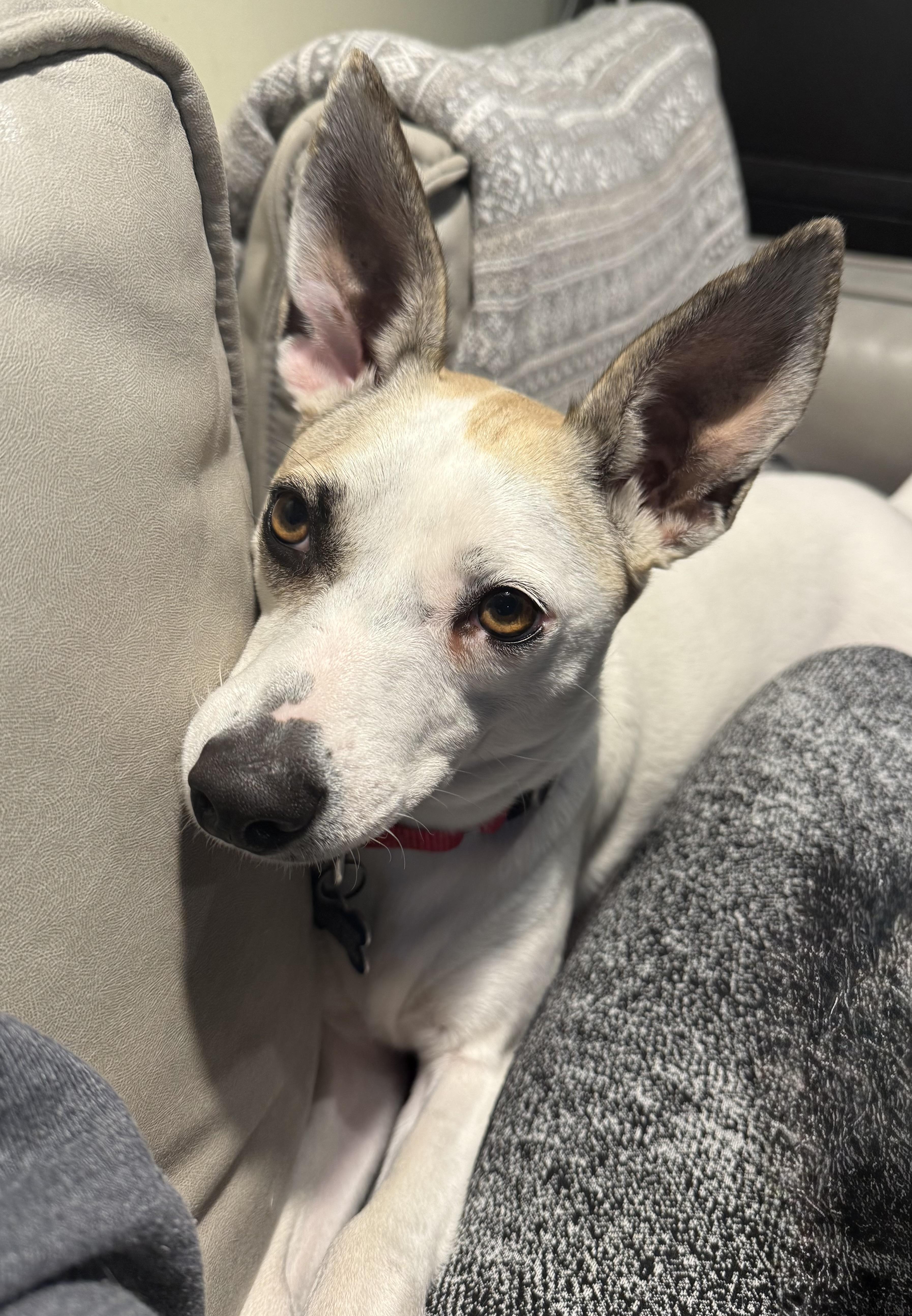 Enlarge Bella, an adopted mixed breed in chevy chase, MD image 6/6