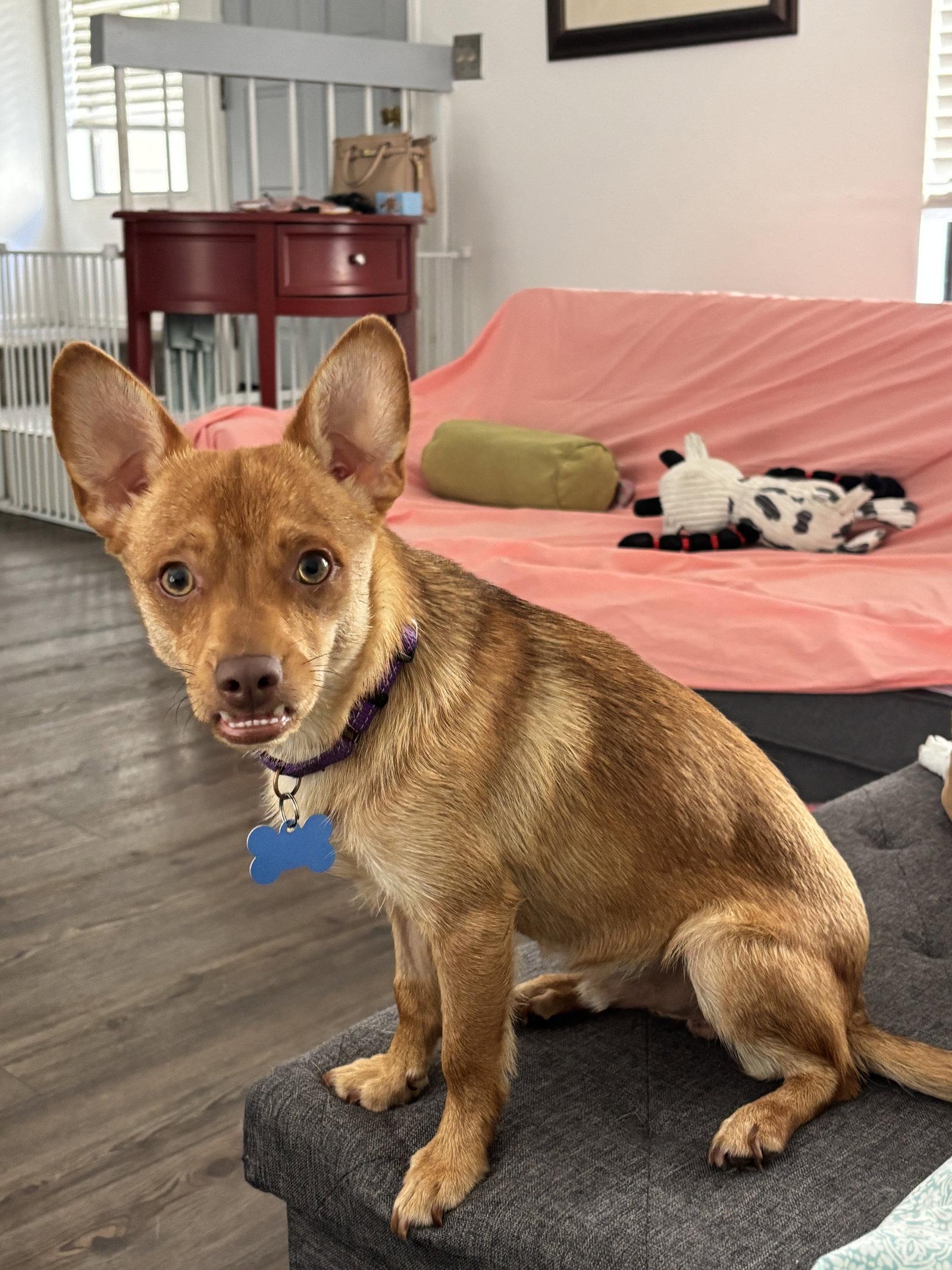 Redford, Adoptable, Young Male Chihuahua.