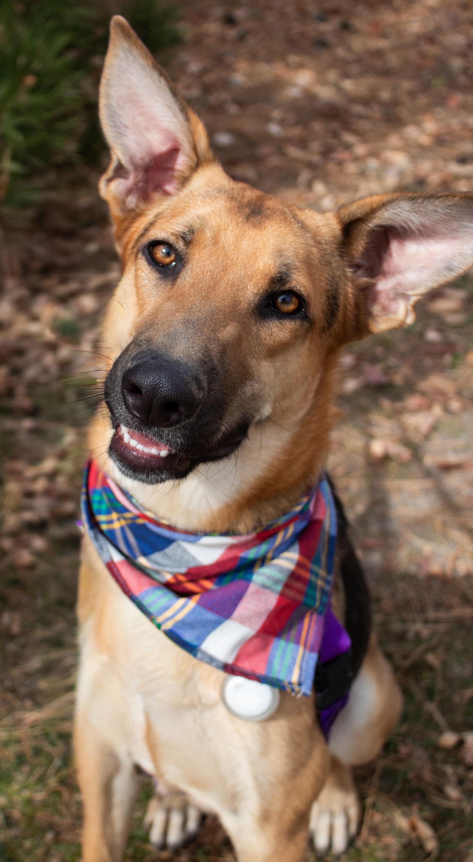 Izzy Nix, a Adoptable German Shepherd Dog in Lakewood, CO image 1/3
