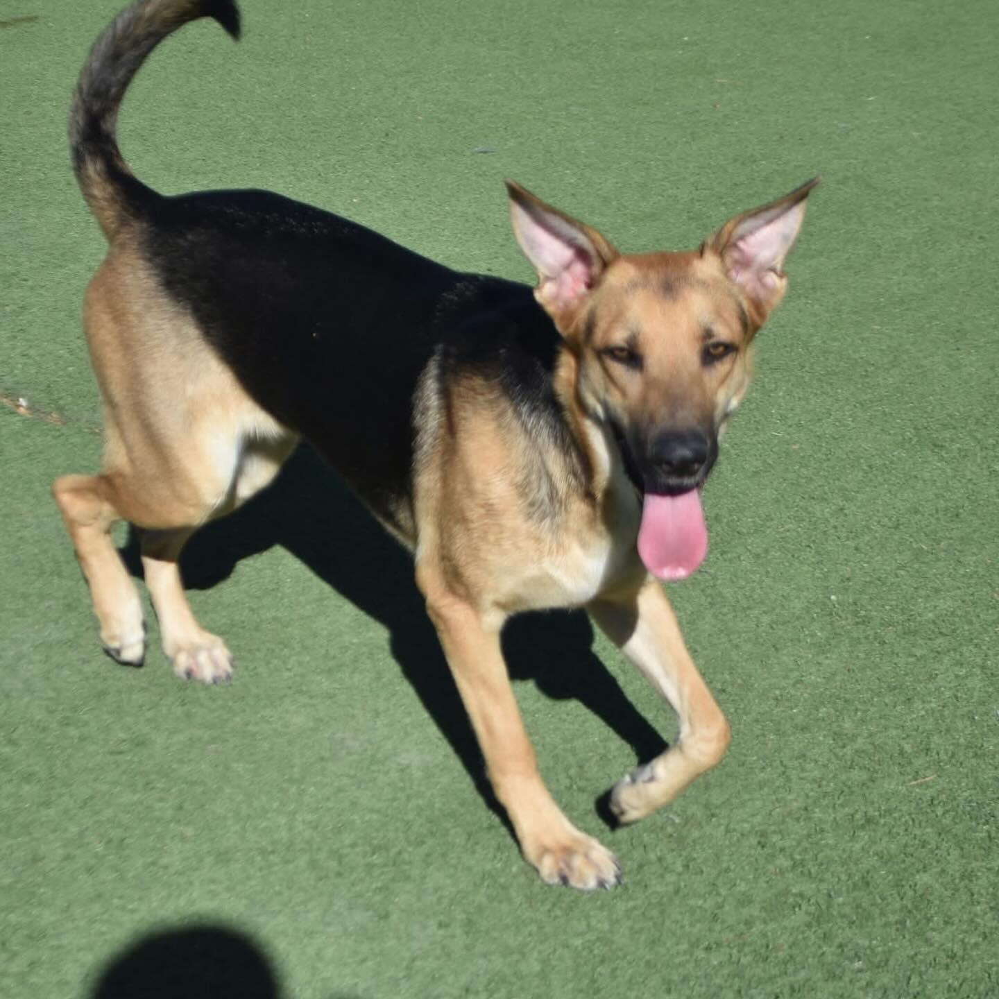 Izzy Nix, a Adoptable German Shepherd Dog in Lakewood, CO image 2/3