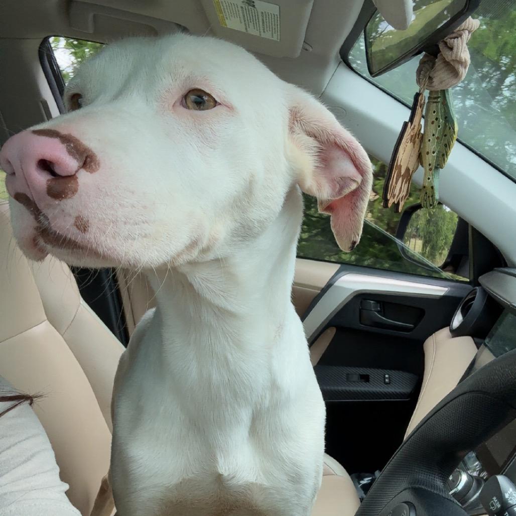 Enlarge Powder, a Adoptable mixed breed in Olympia, WA image 5/5